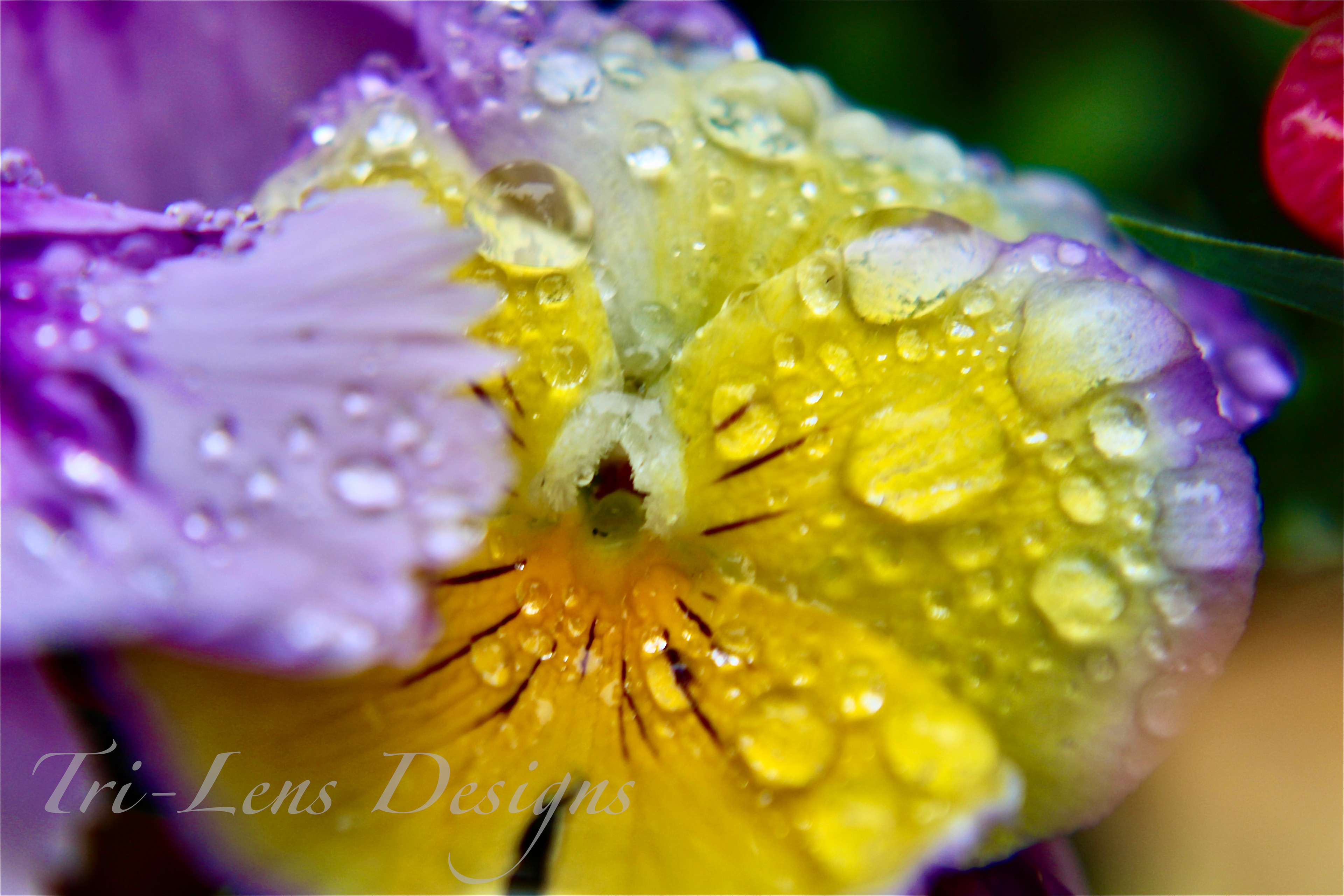 Macro after rain