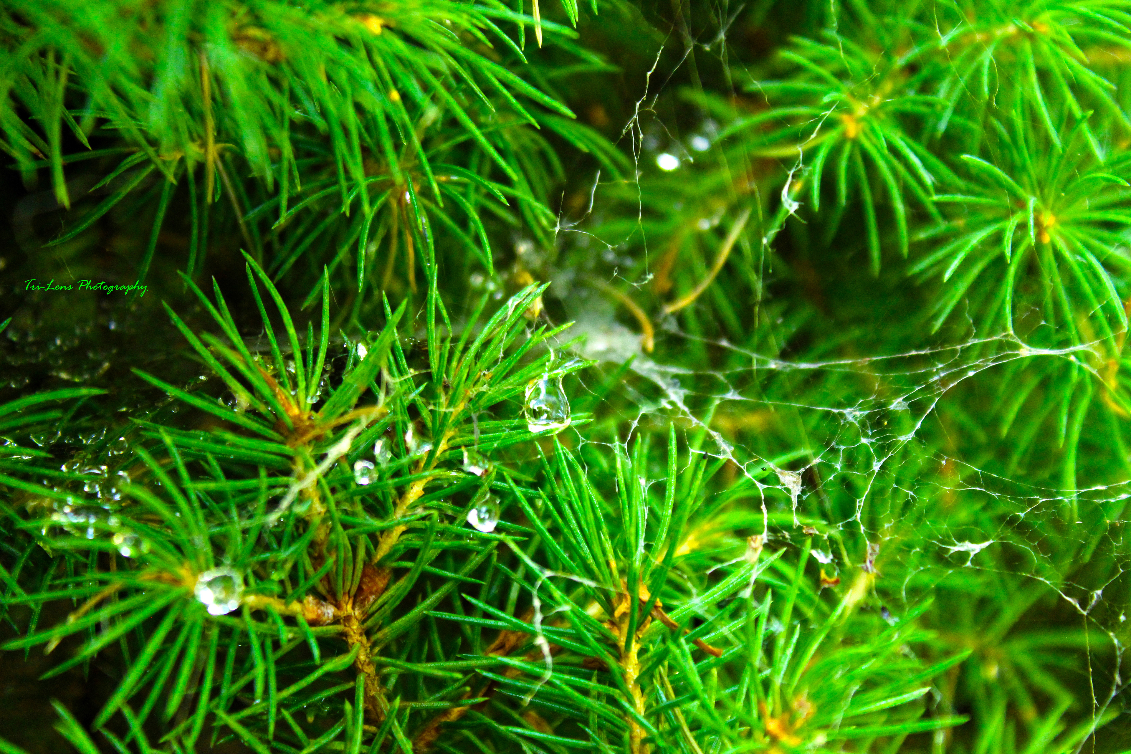 Spider web in bush 