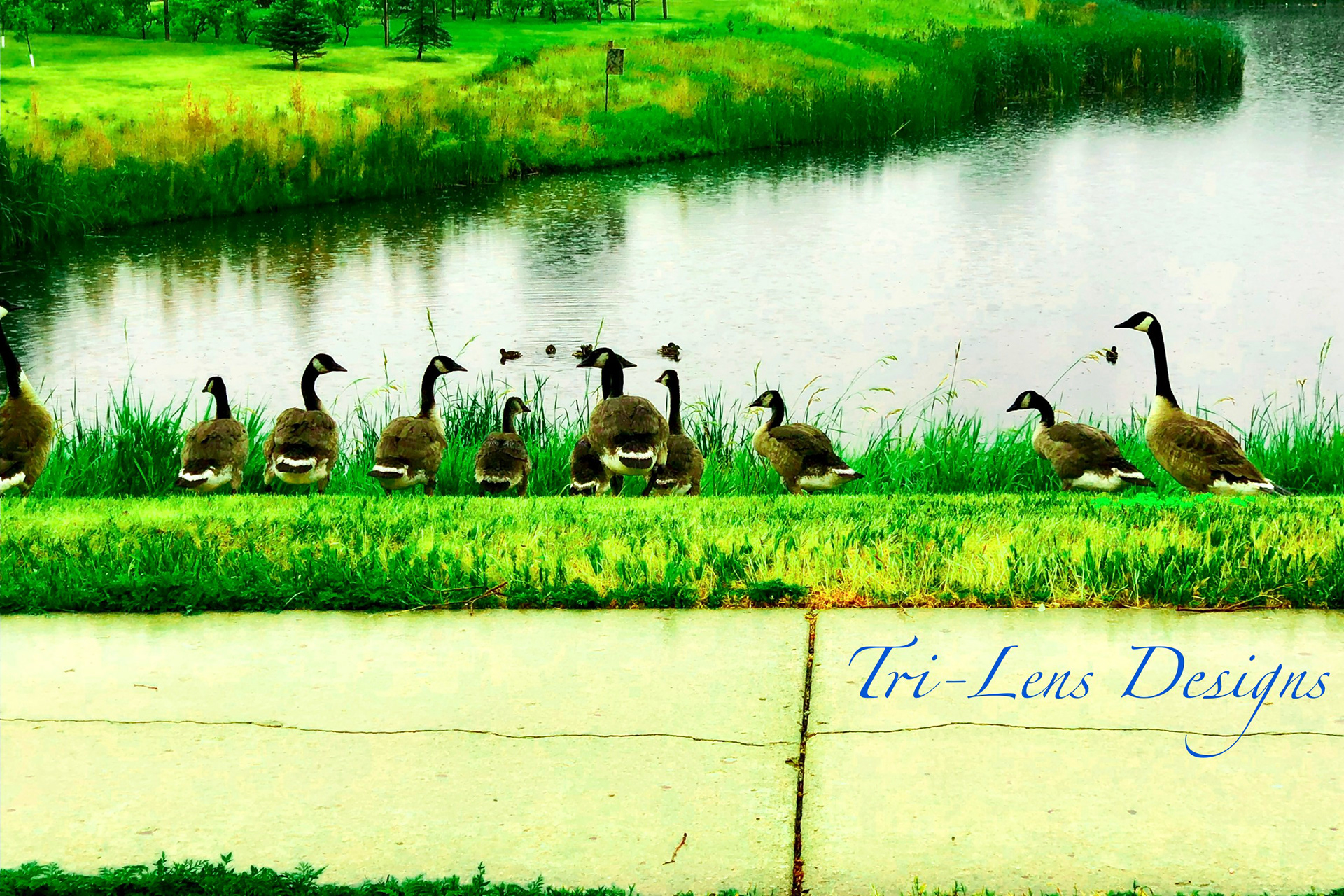 Canadian Geese Mankato, MN
