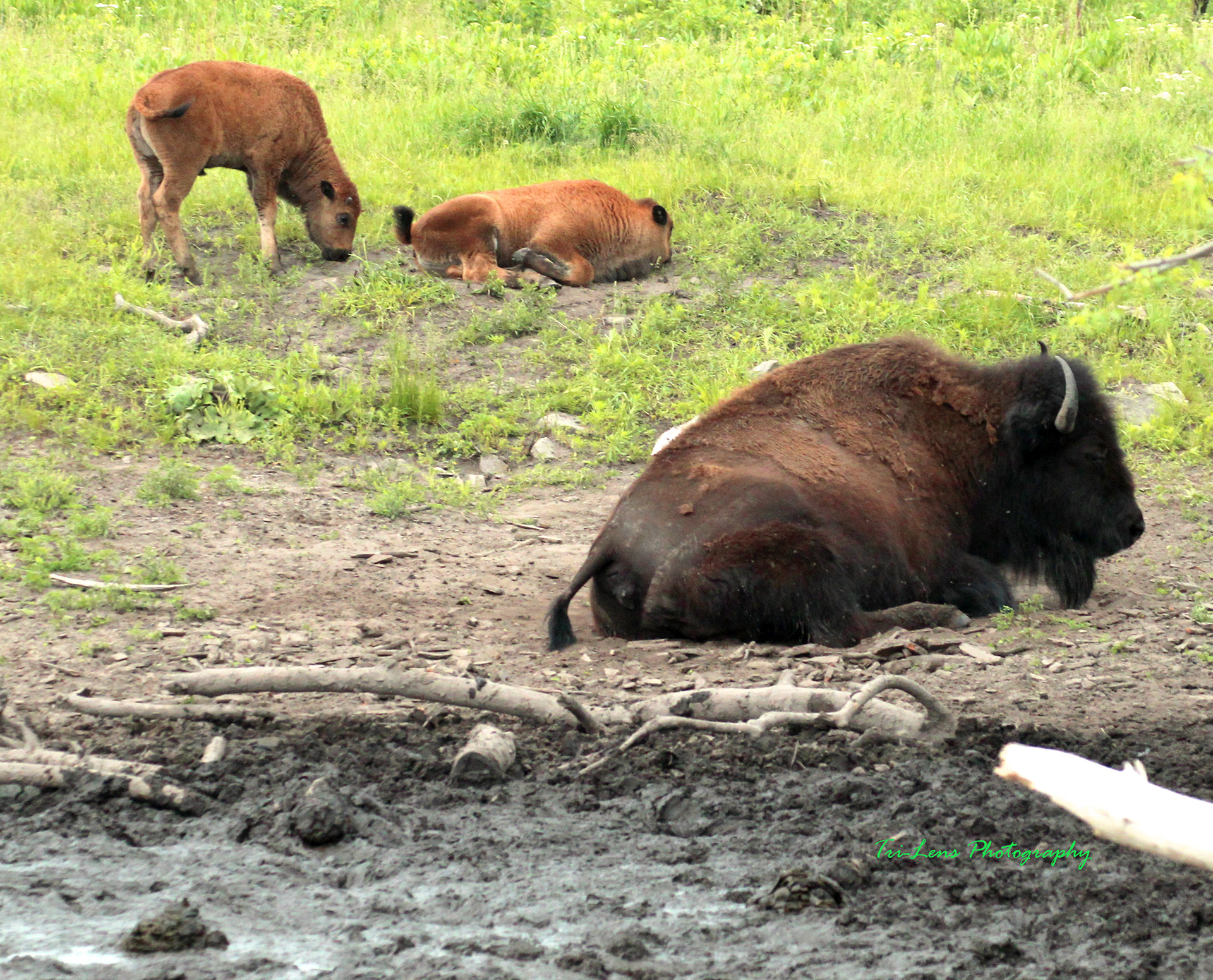 Minneopa Bison Mankato MN