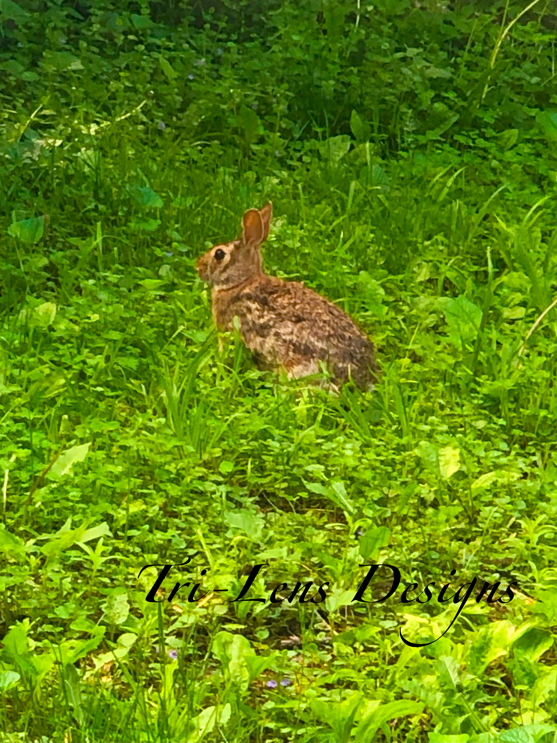 Neighborhood Rabbit
