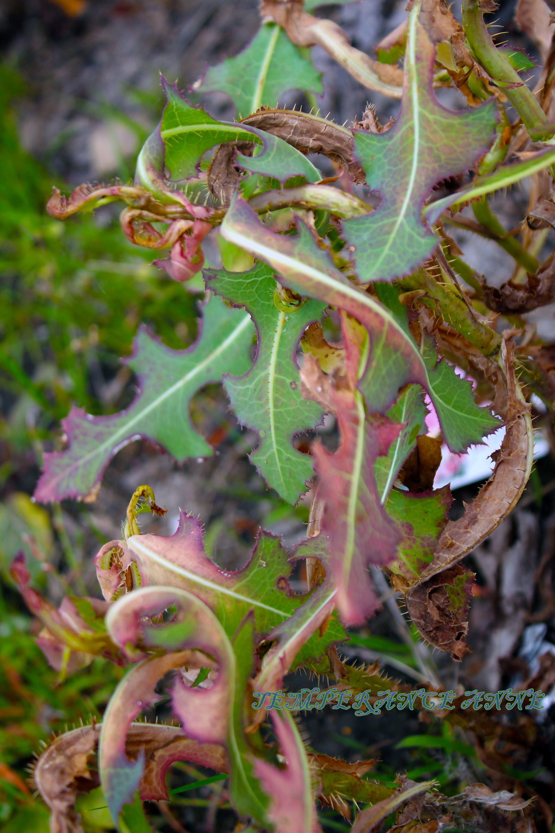 Plants dying from weed killer