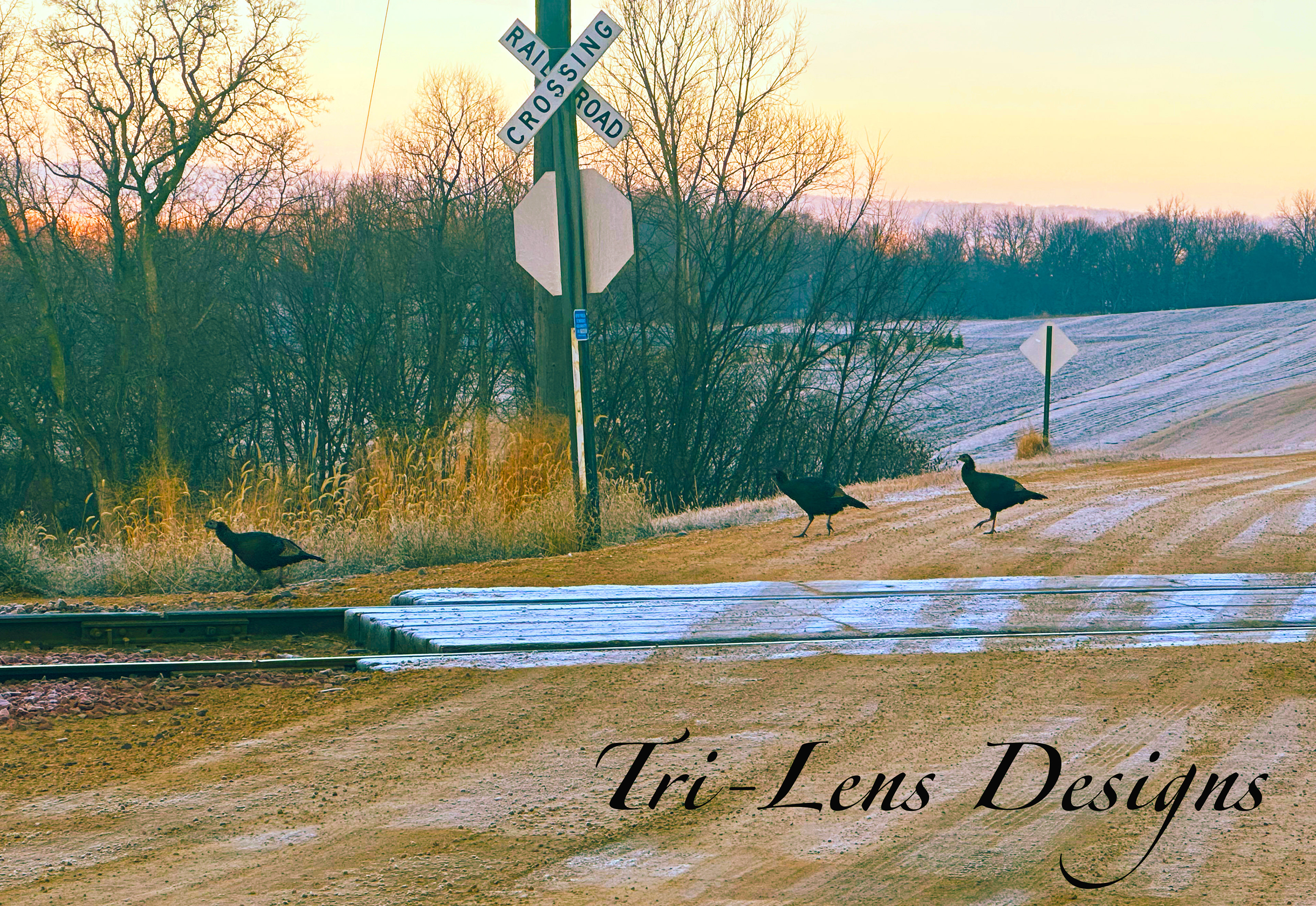 Turkeys Lime Valley Mankato, MN