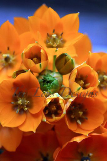 Mother's Day Flowers