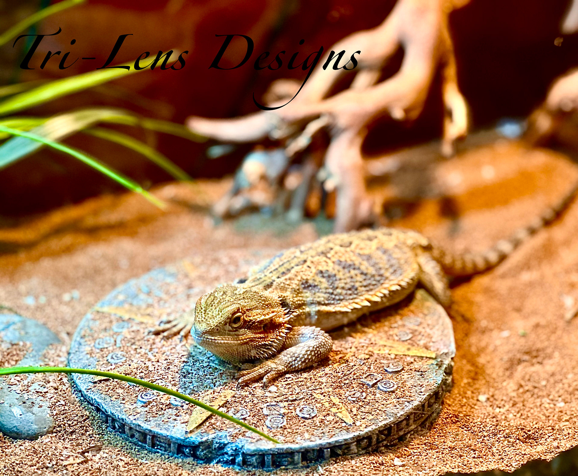 Breaded Dragon