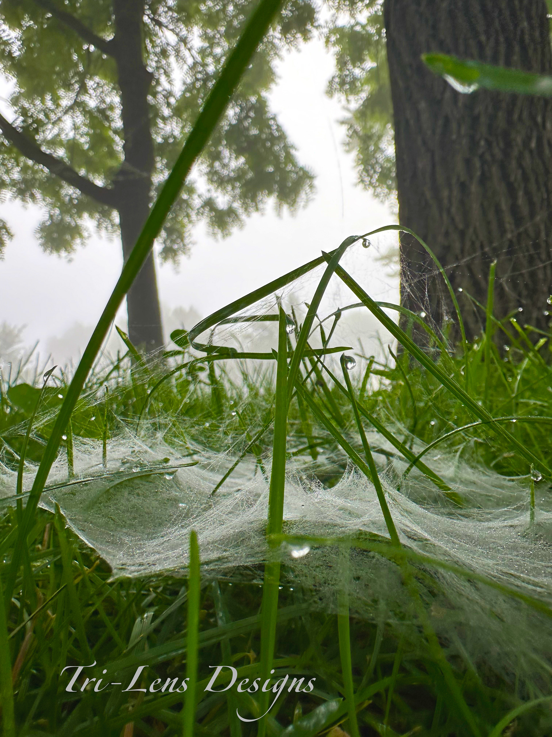Spider web in grass on foggy wet day