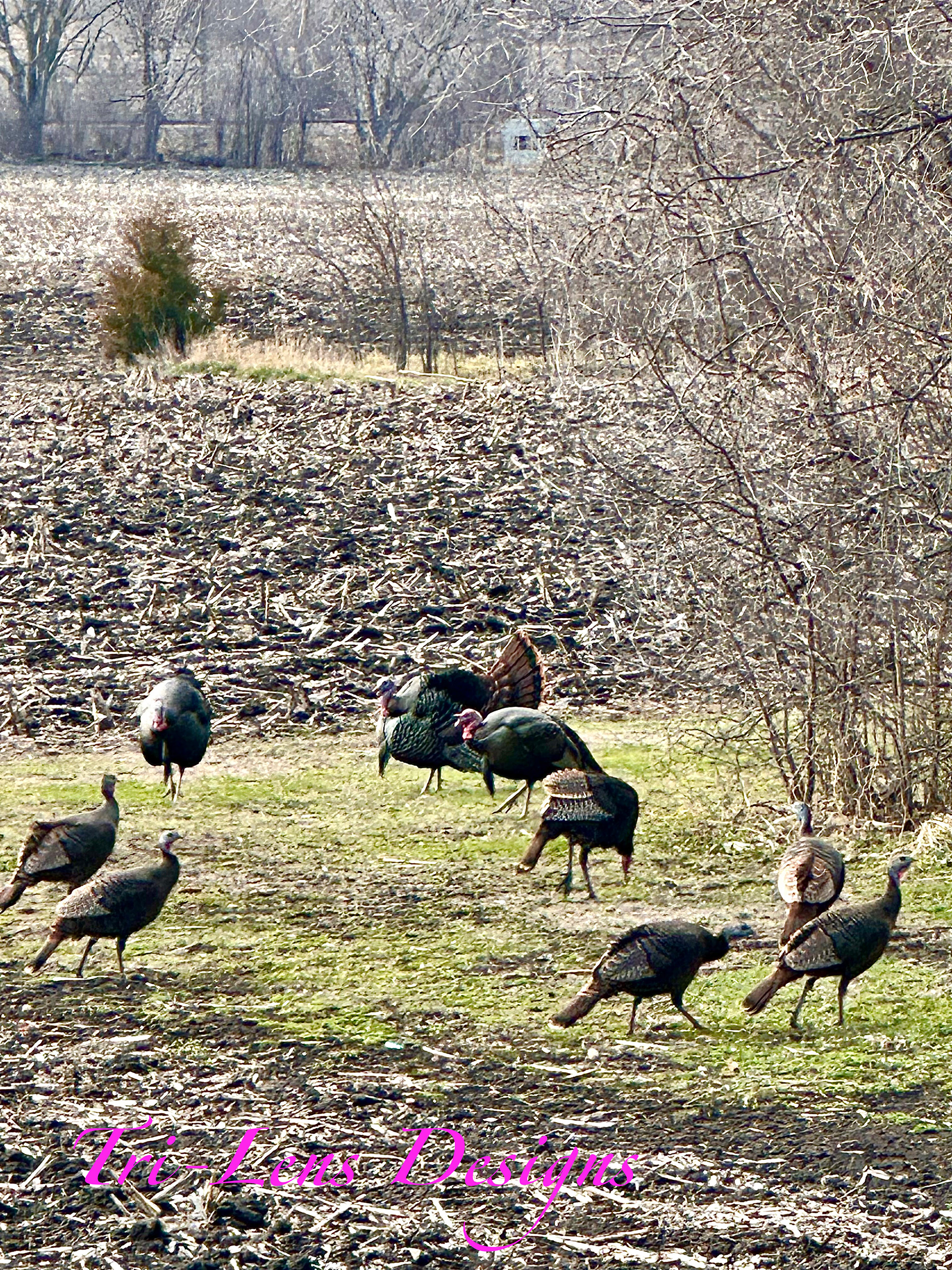 Turkeys Lime Valley Road Mankato MN