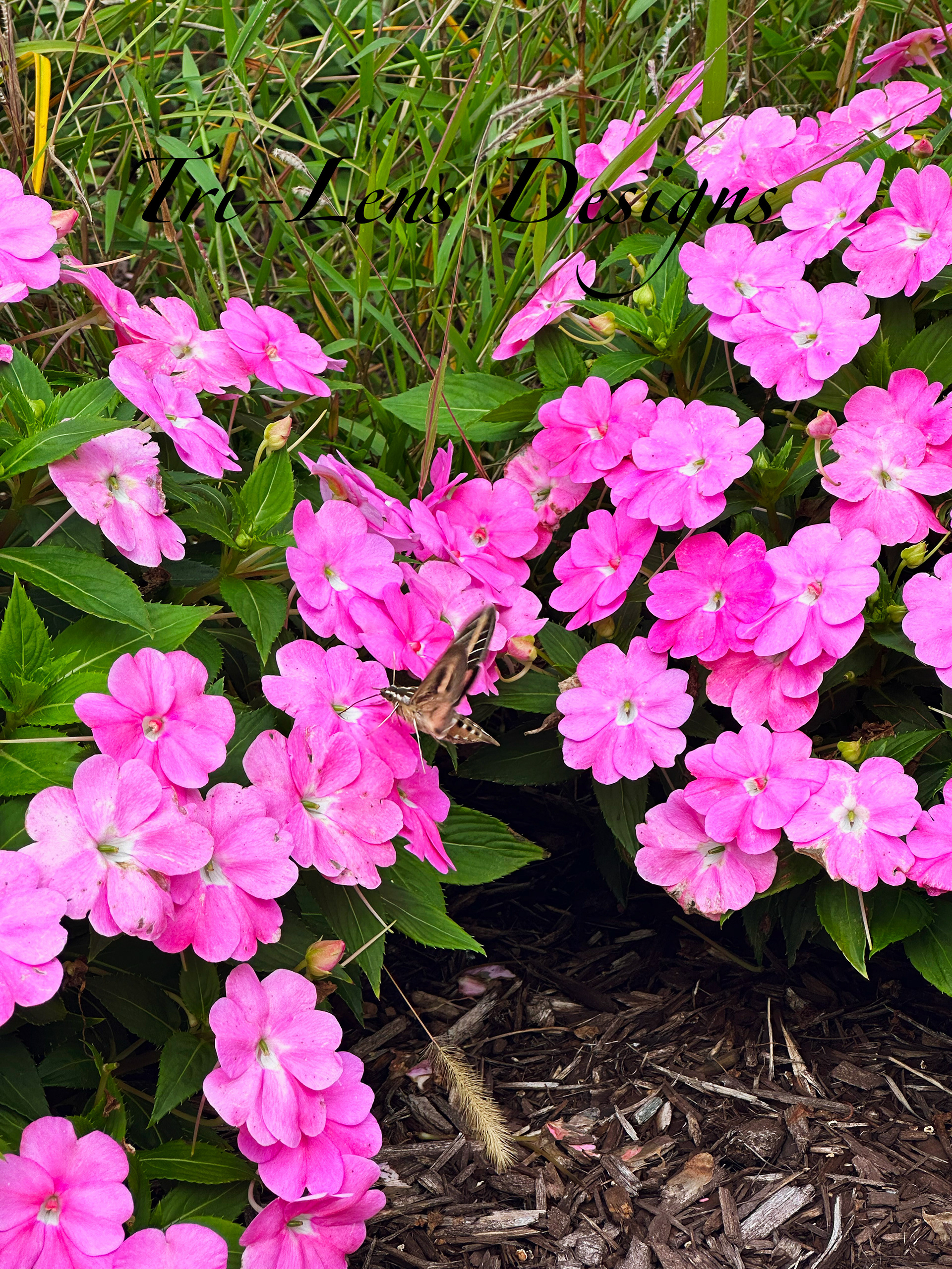 Humming Bird Mooth Mankato, MN late fall