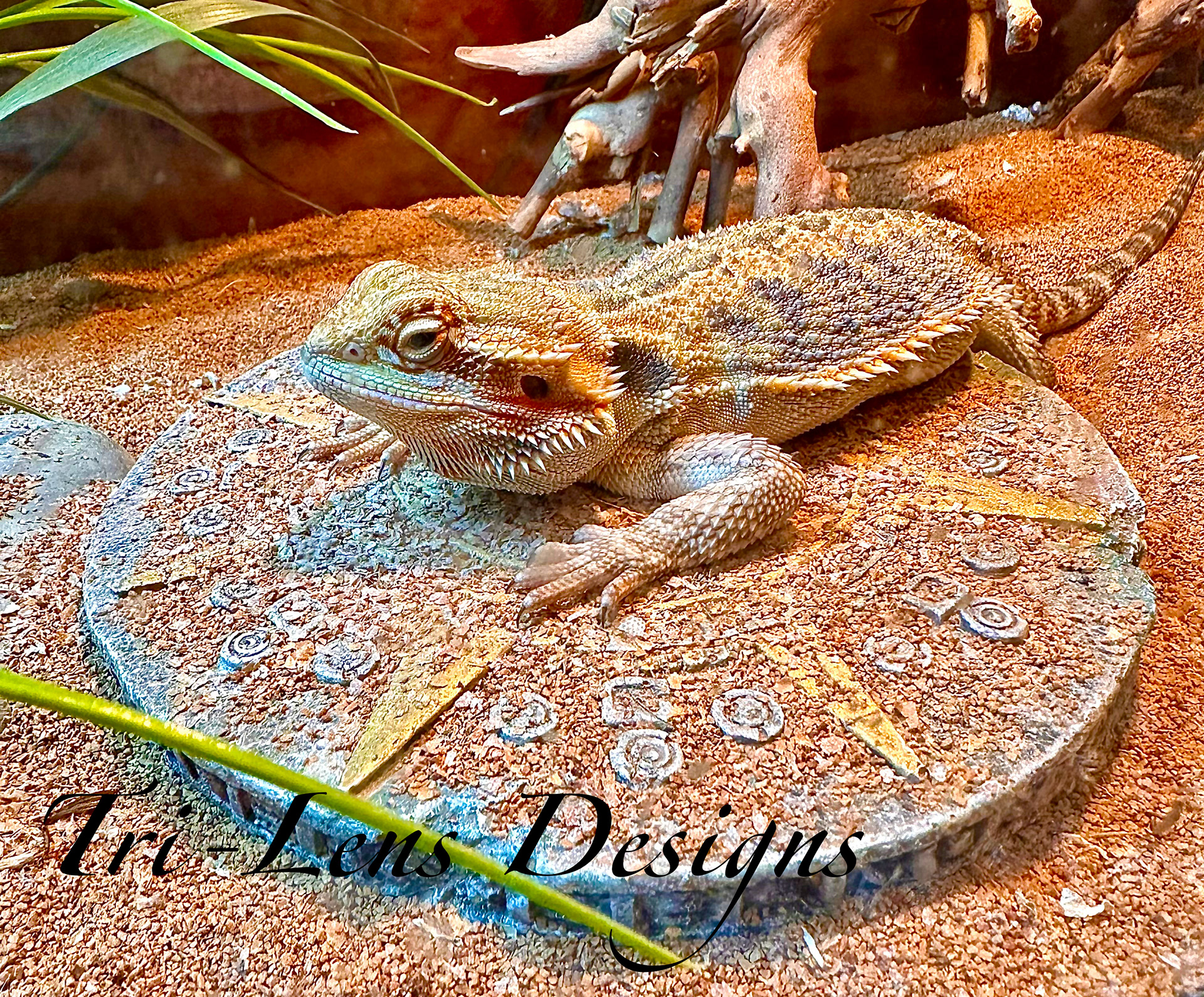 Breaded Dragon