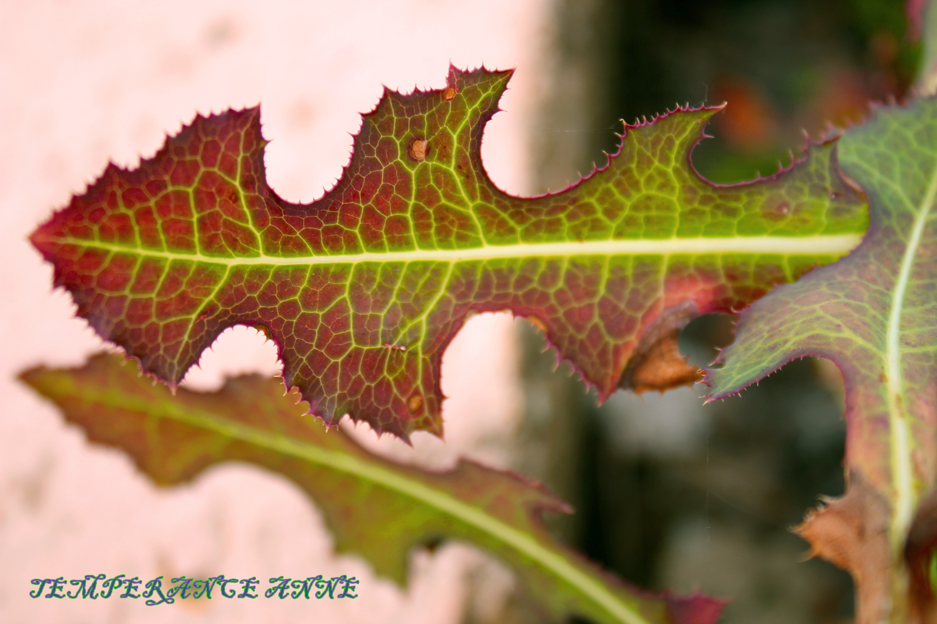 Plants dying from weed killer