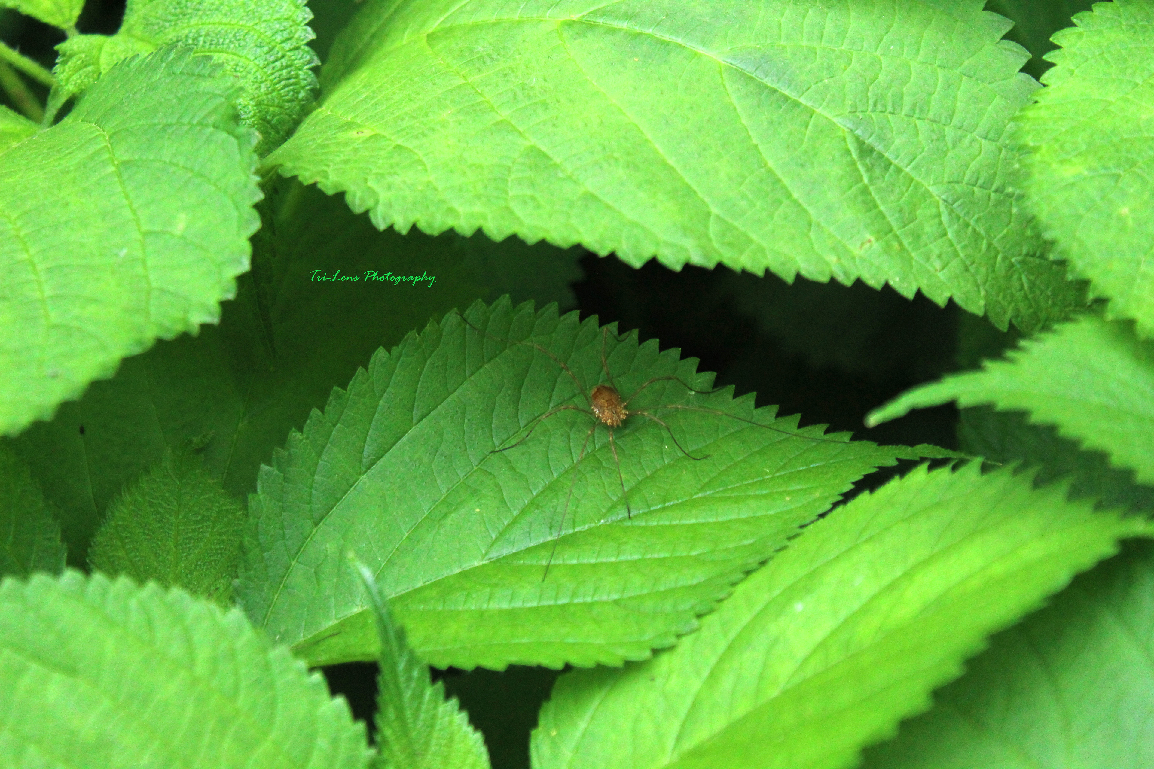 Spider Minneopa State Park MN