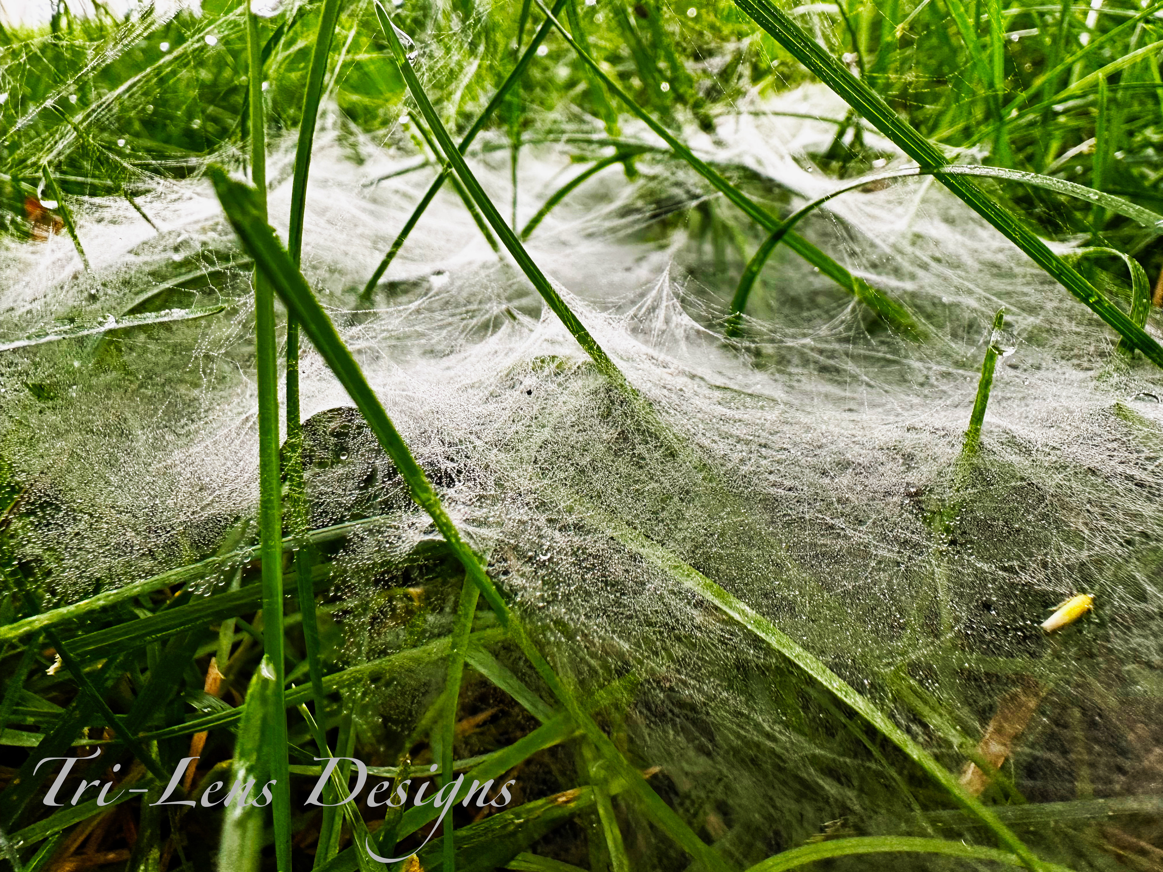 Spider web in grass on foggy wet day