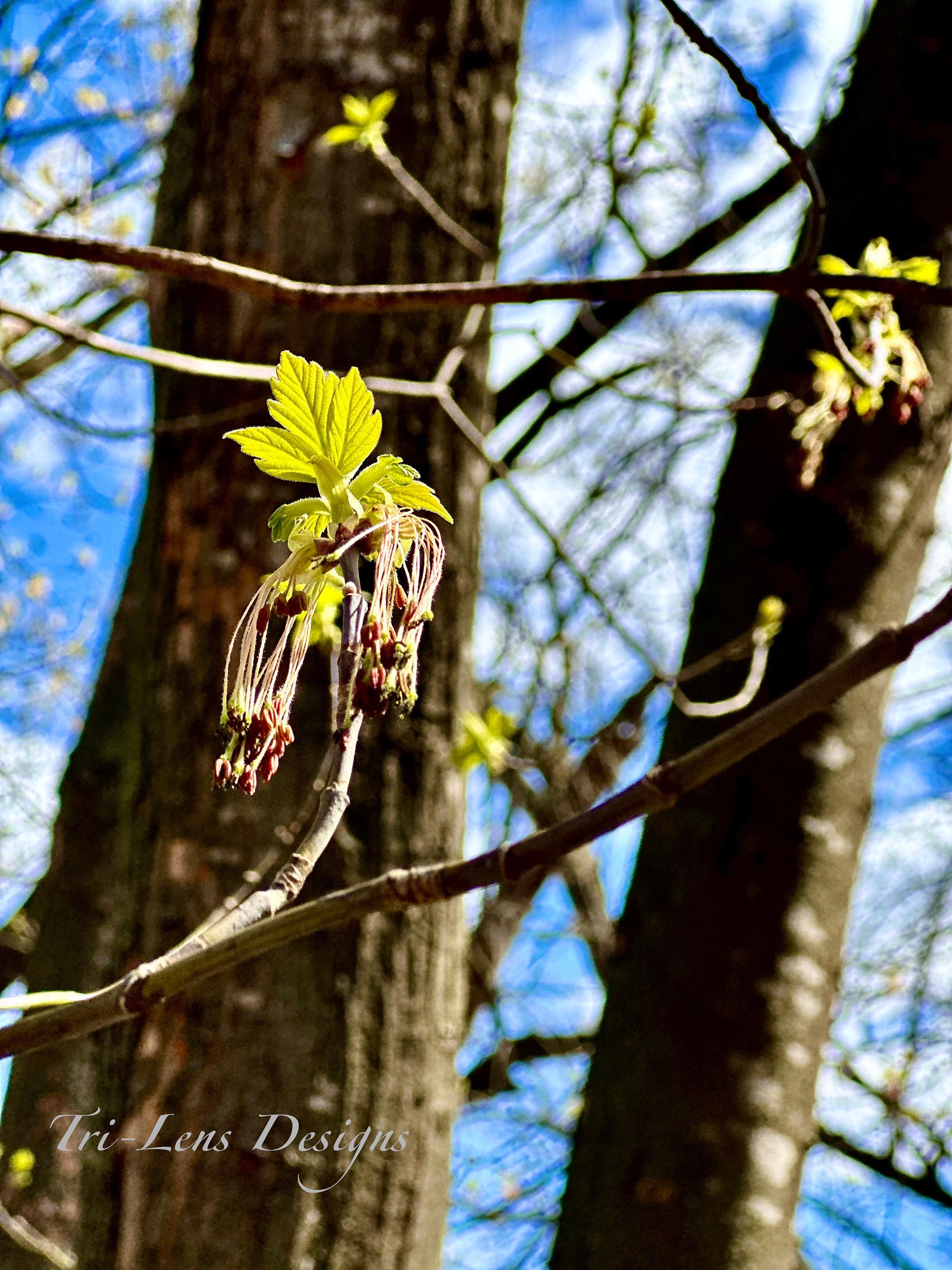Tree seeds Judson Bottom Road Mankato MN