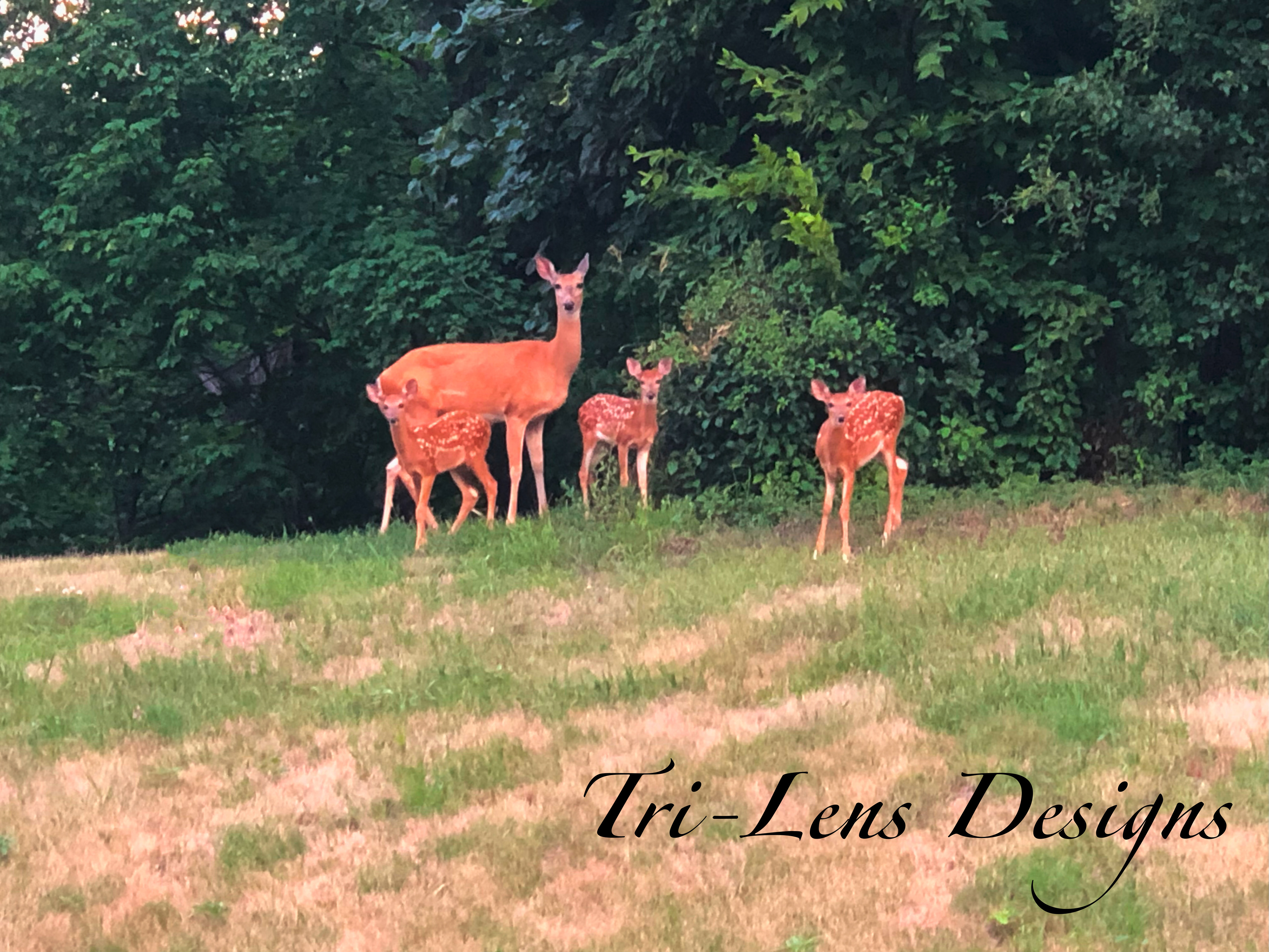 Mother Deer with three babies Mankato, MN