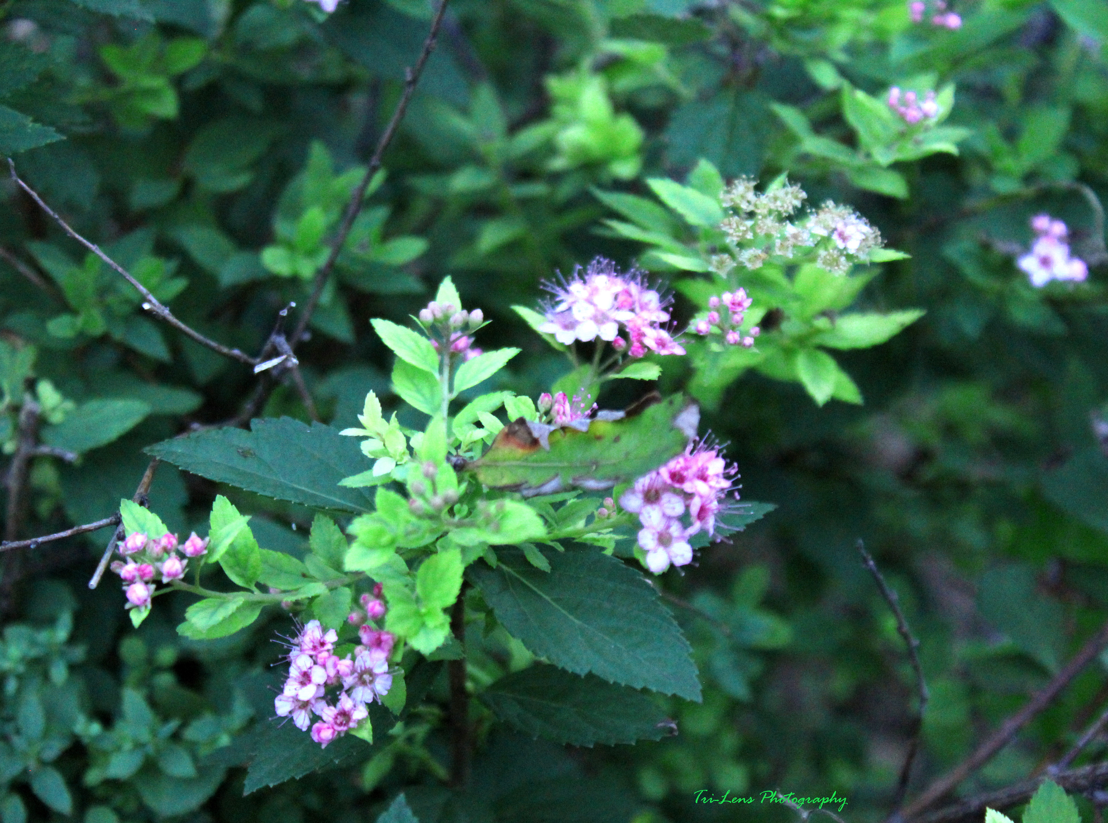 Flowers Minneopa State Park MN