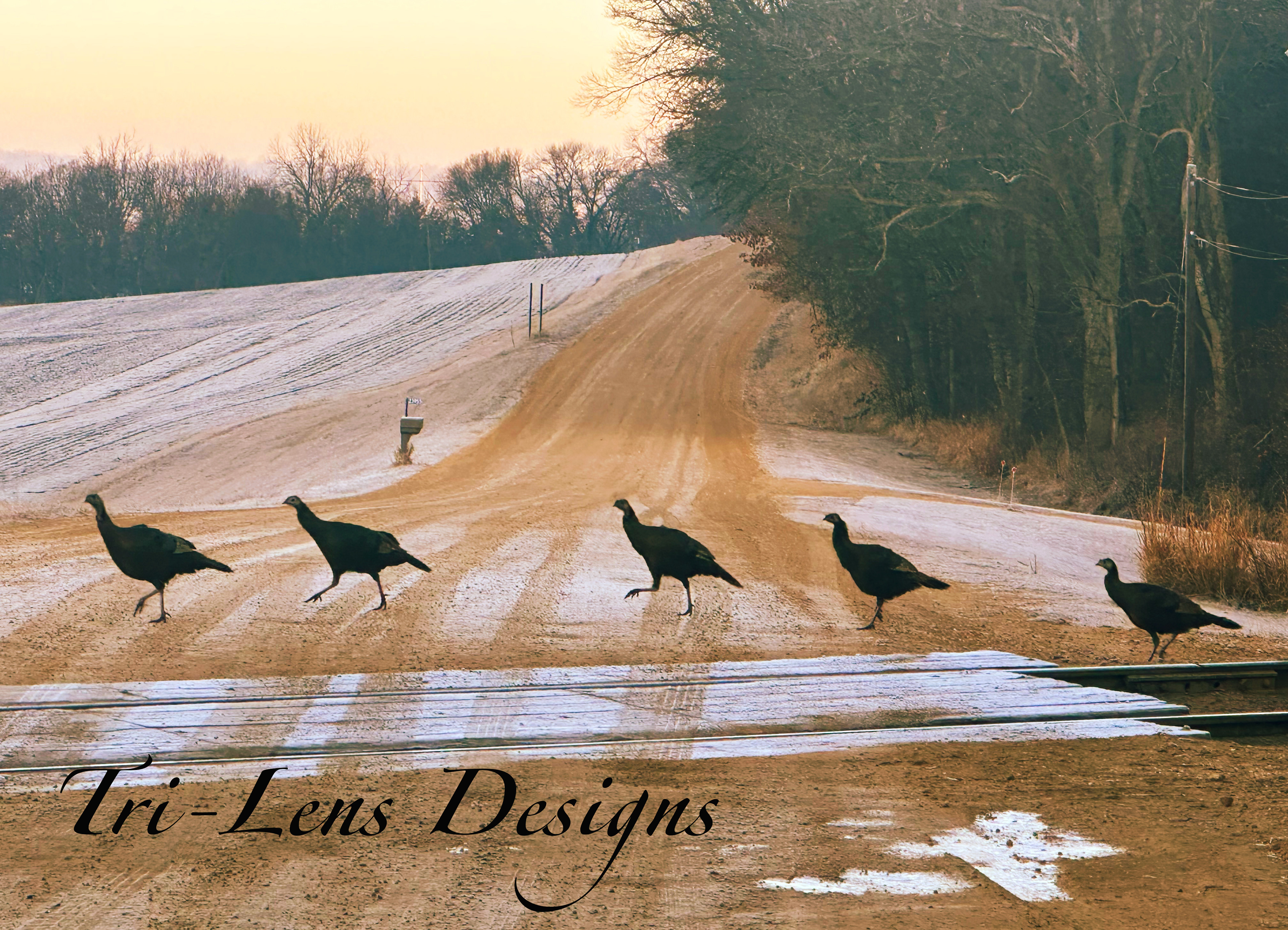 Turkeys Lime Valley Mankato, MN