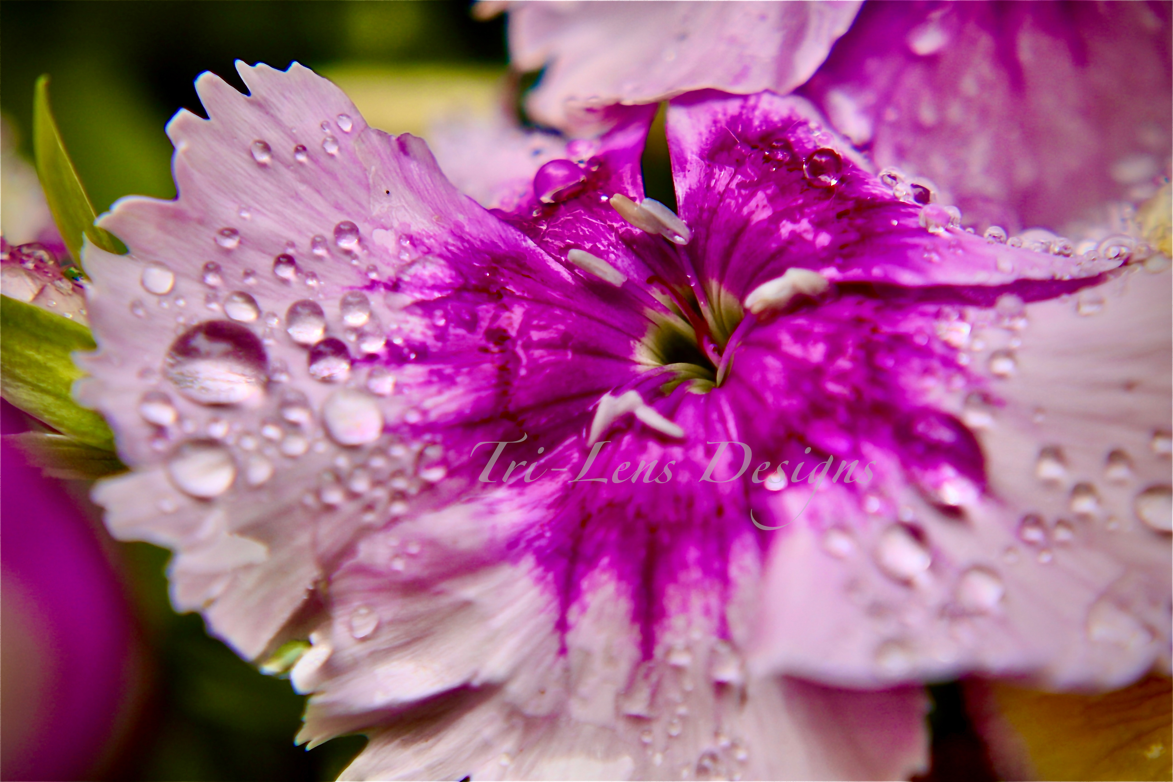 Purple flower macro photography