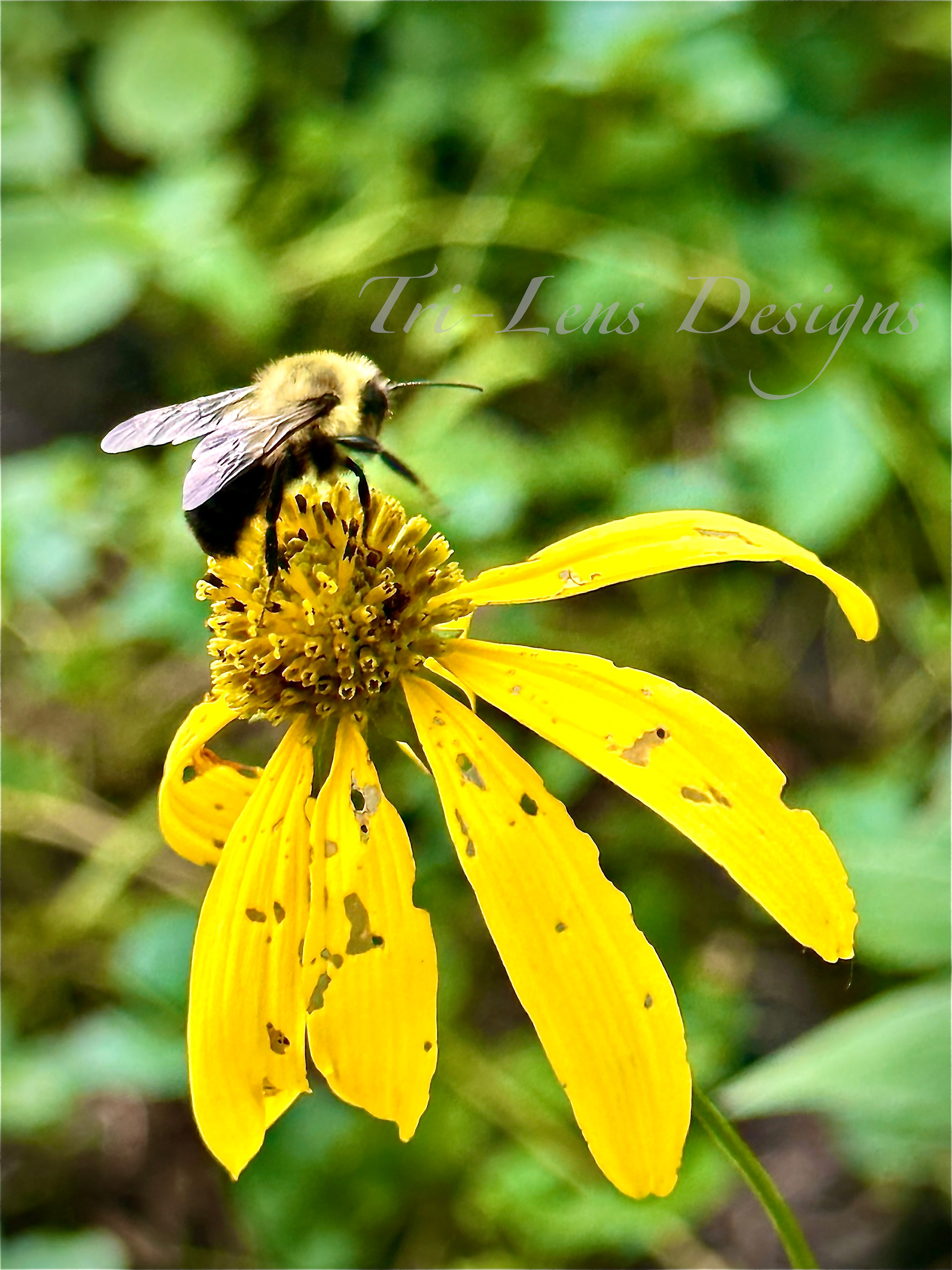 Bee on flower Judson Bottom Road Mankato, MN