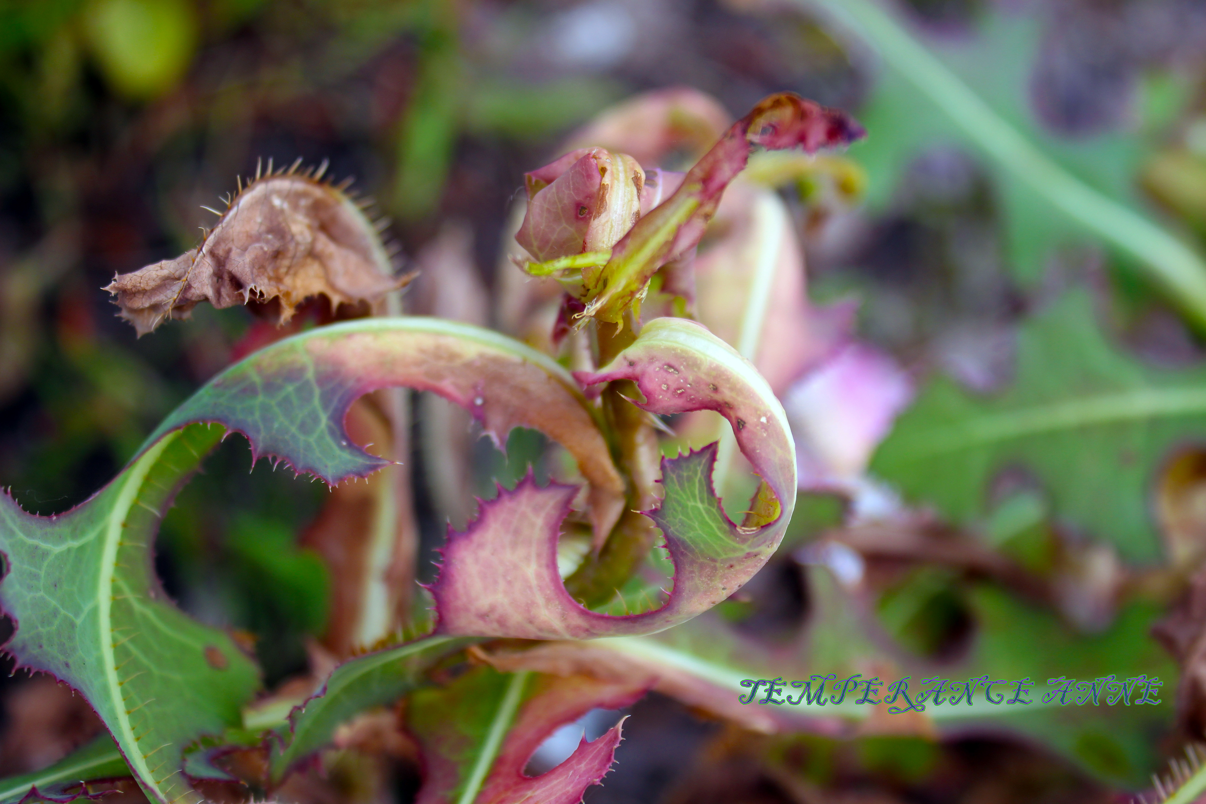 Plants dying from weed killer