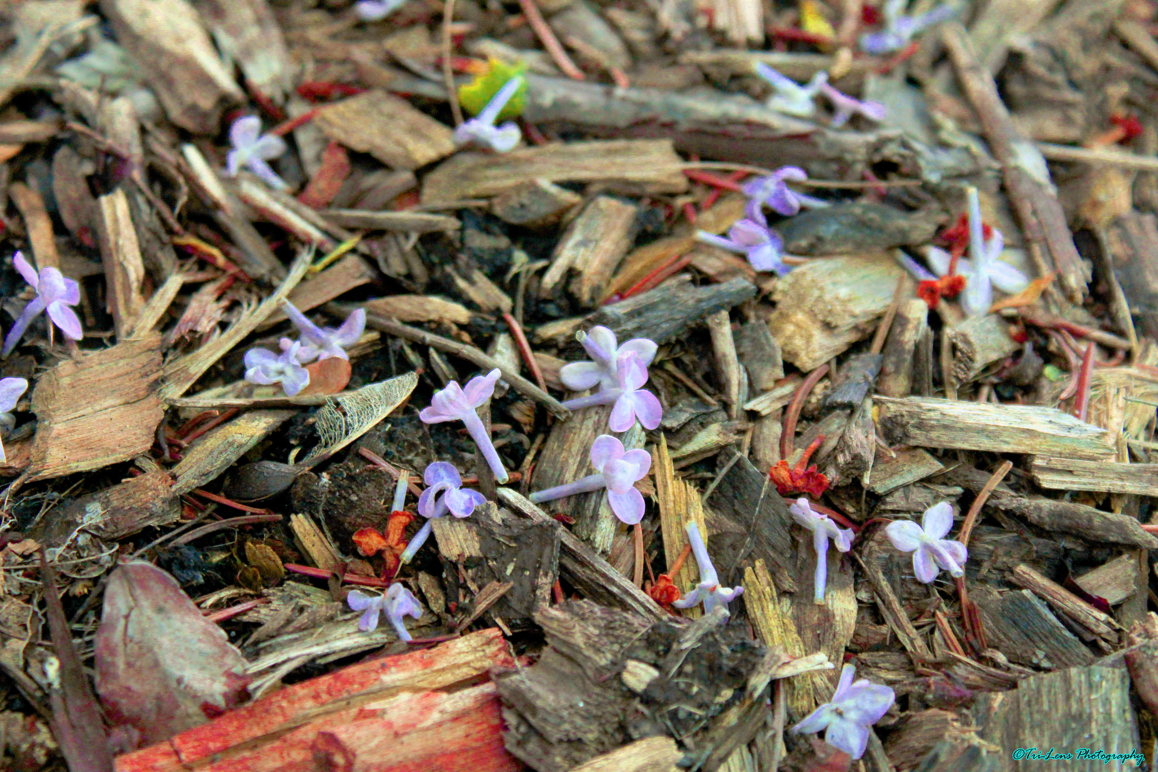 Lilac flower petals in mulch
