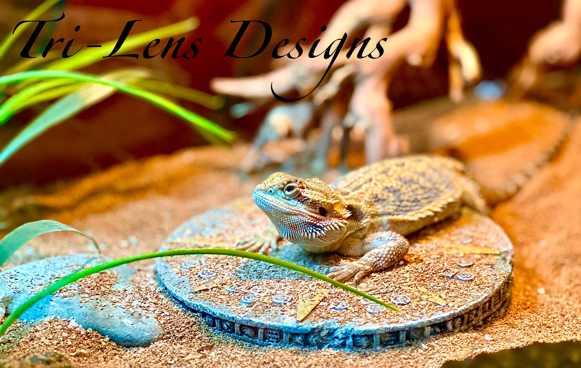Breaded Dragon