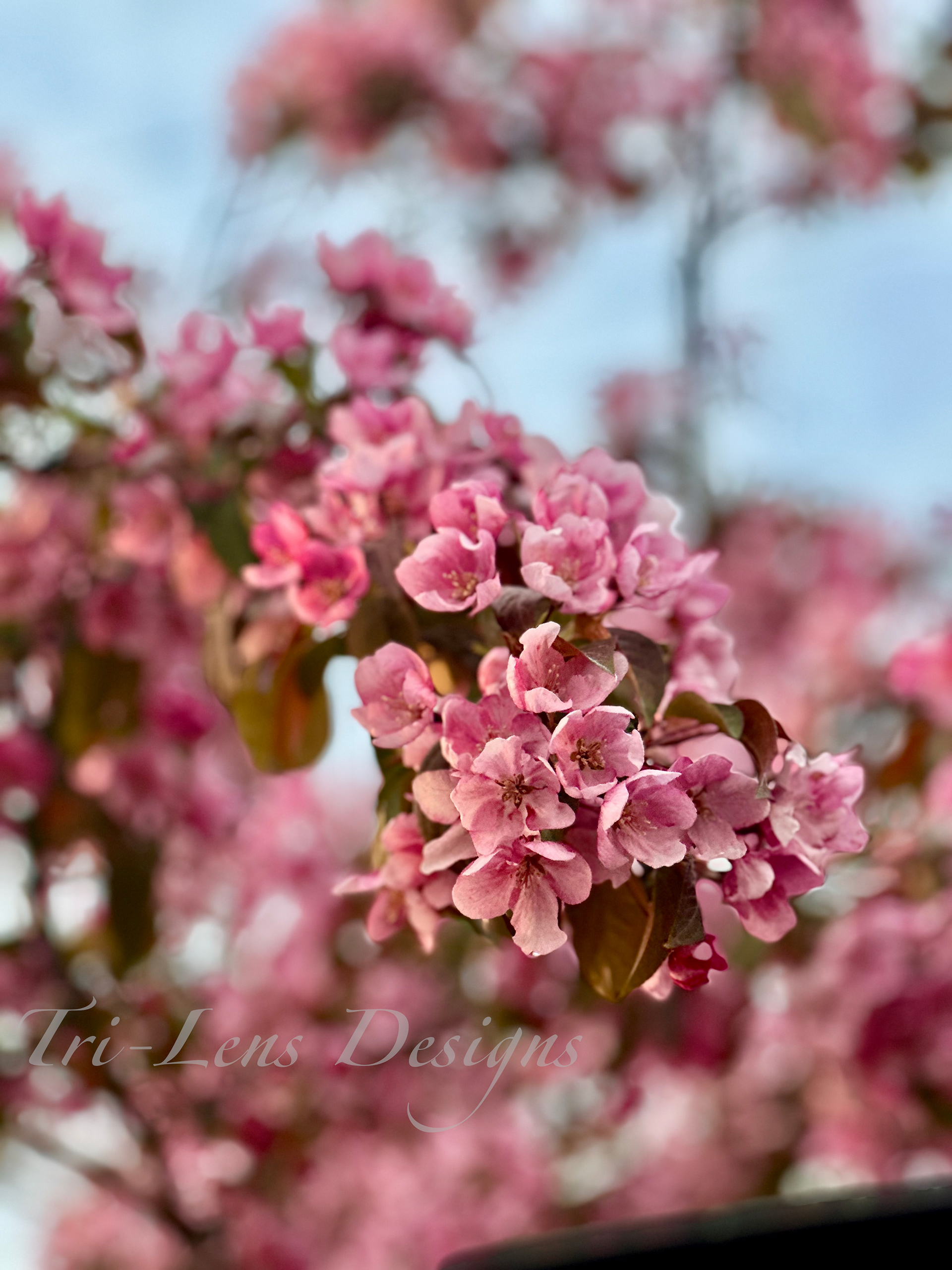 Cherry blossom Mankato Mall MN