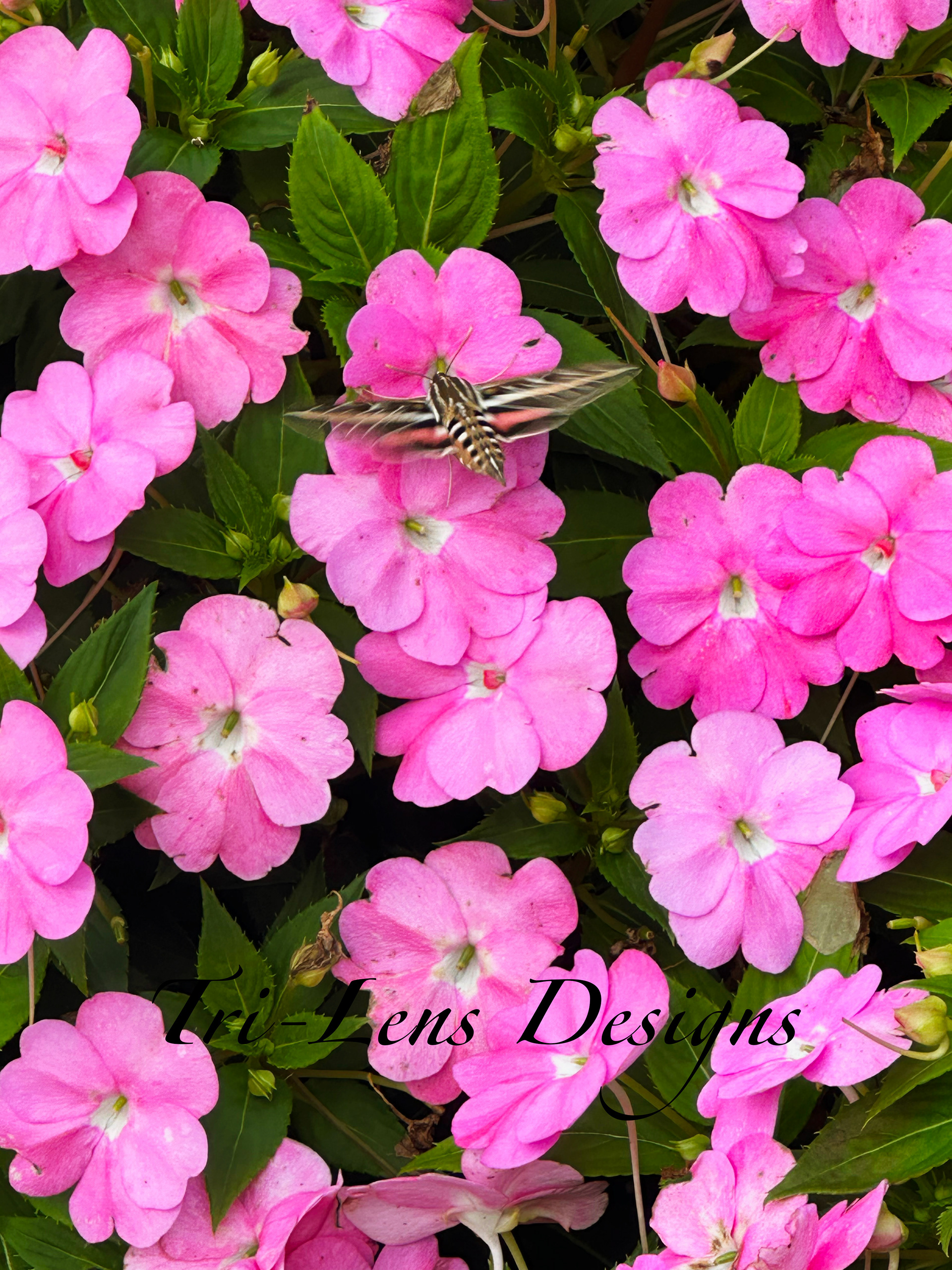 Humming Bird Mooth Mankato, MN late fall