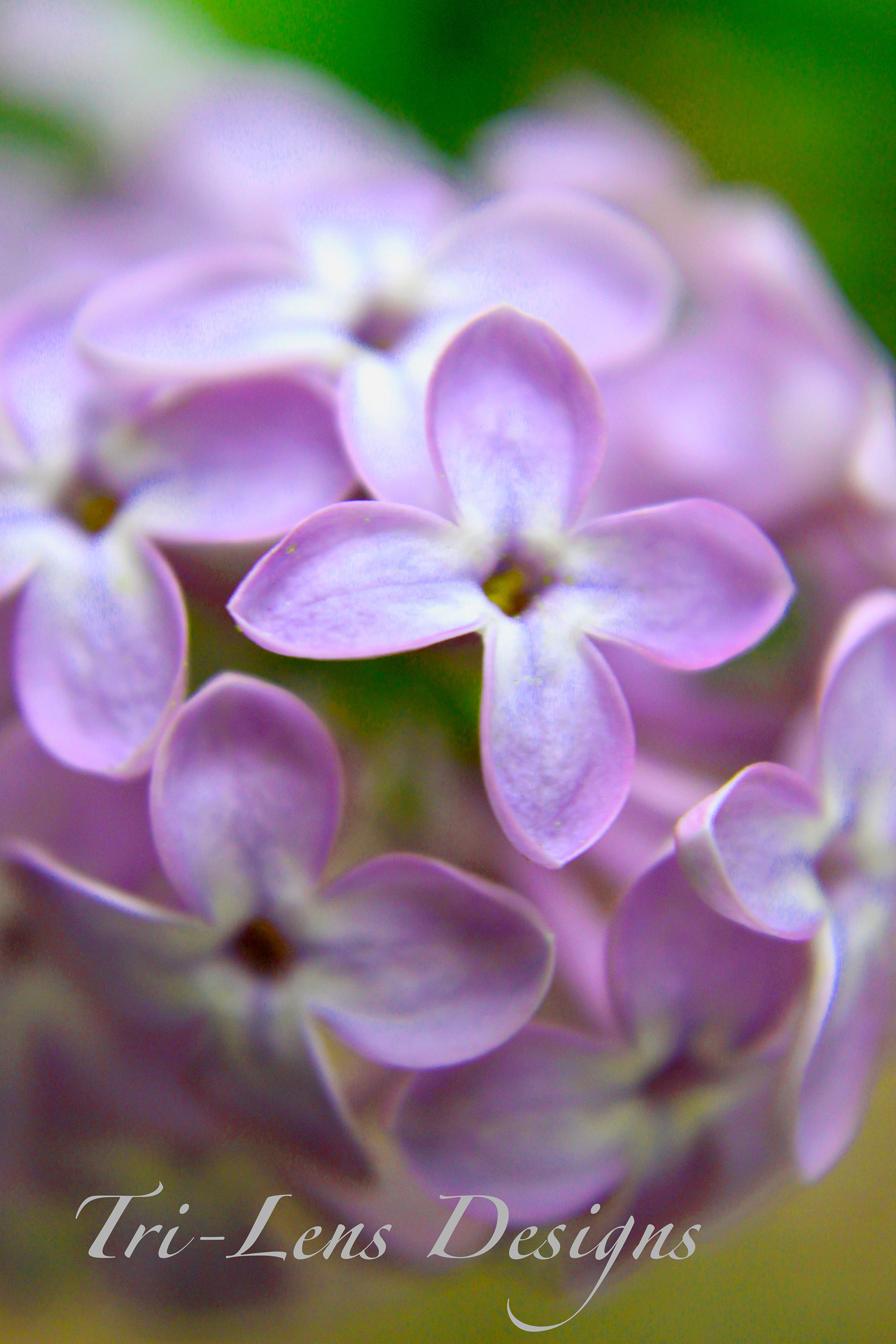 Macro lilac flowers