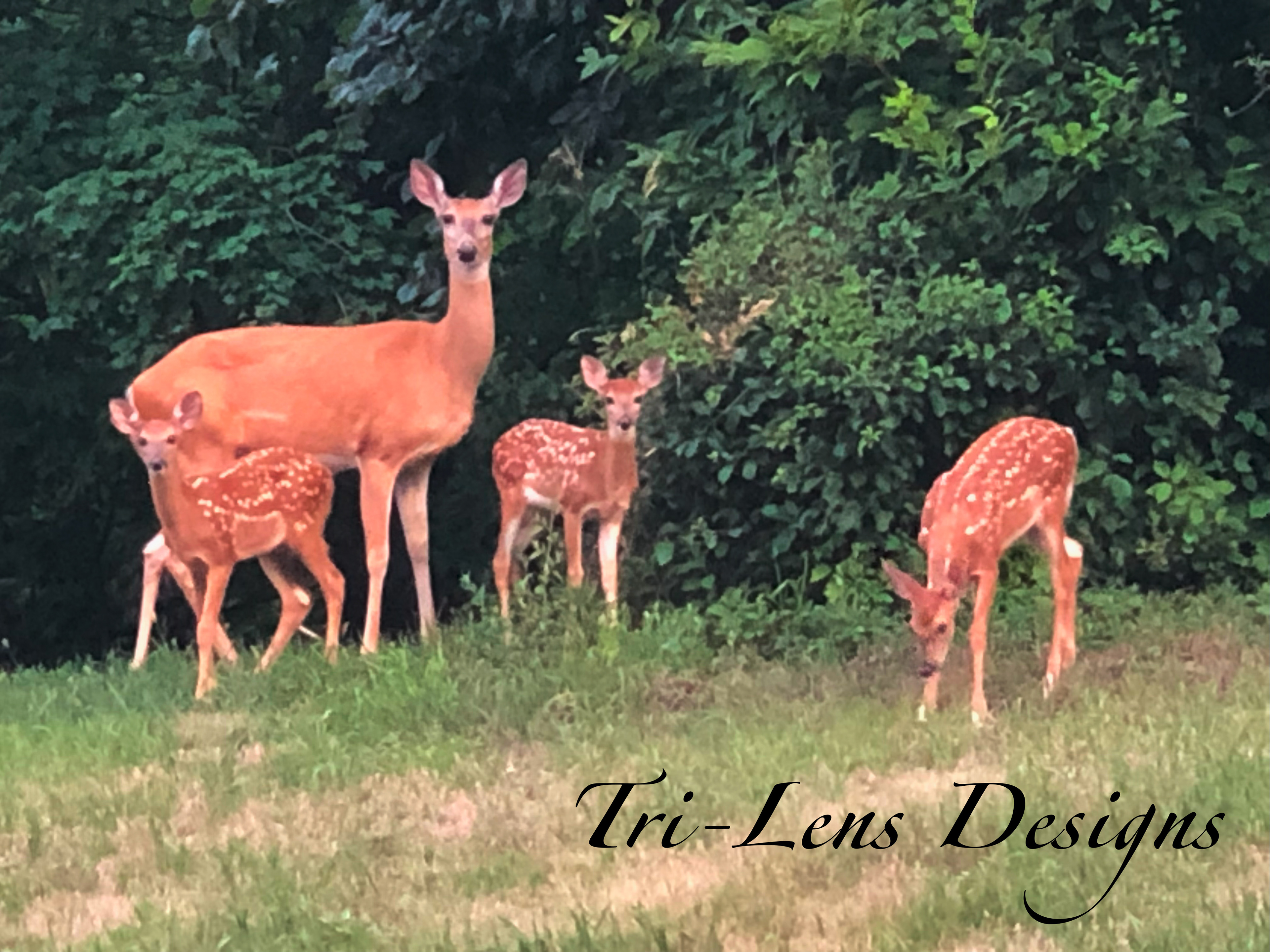 Mother Deer with three babies Mankato, MN