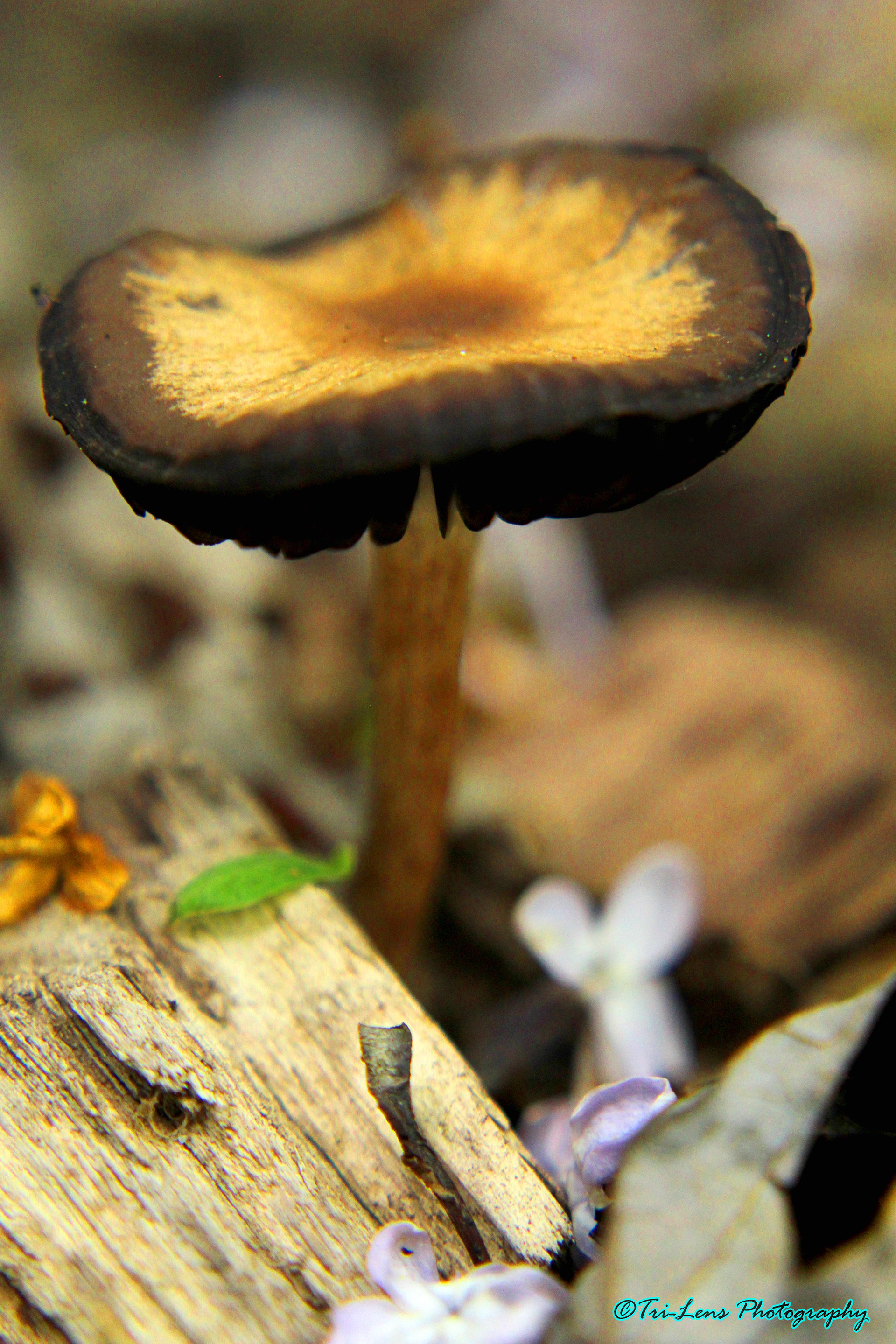 Mushroom growing from mulch
