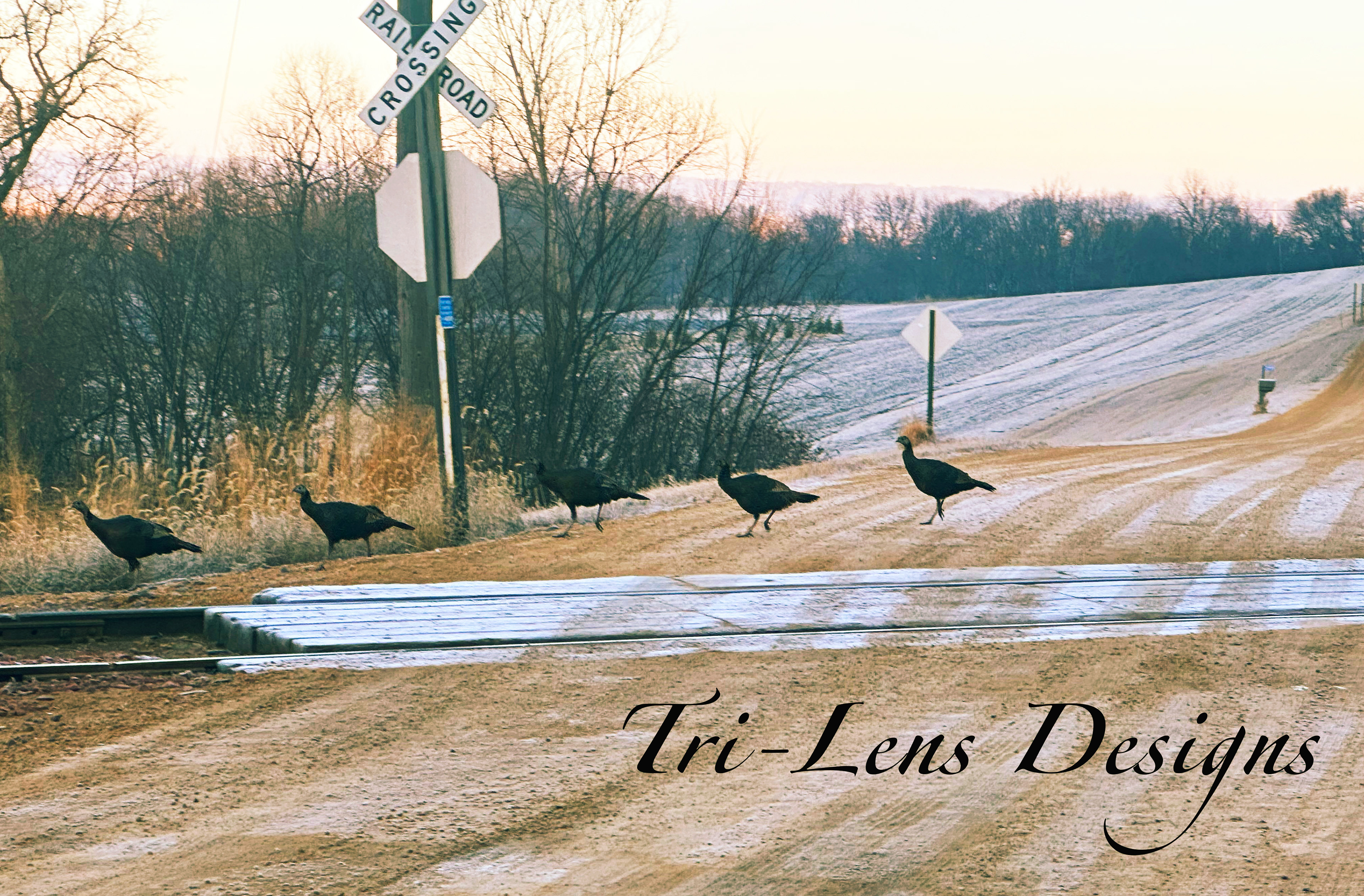 Turkeys Lime Valley Mankato, MN