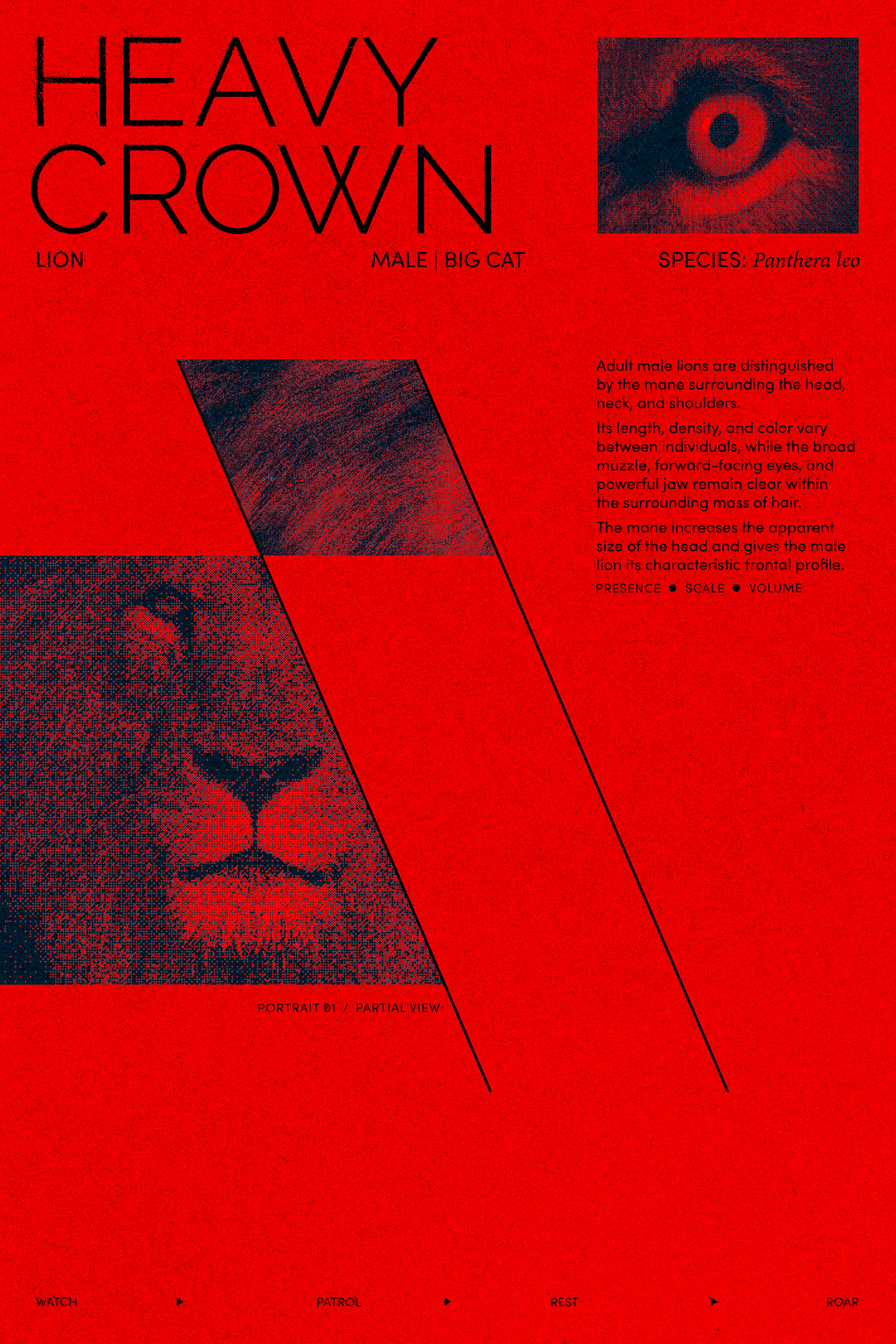 Early Heavy Crown concept composition using natural lion photography, fragmented portrait crops, geometric framing, and the themes of presence, scale, and volume.