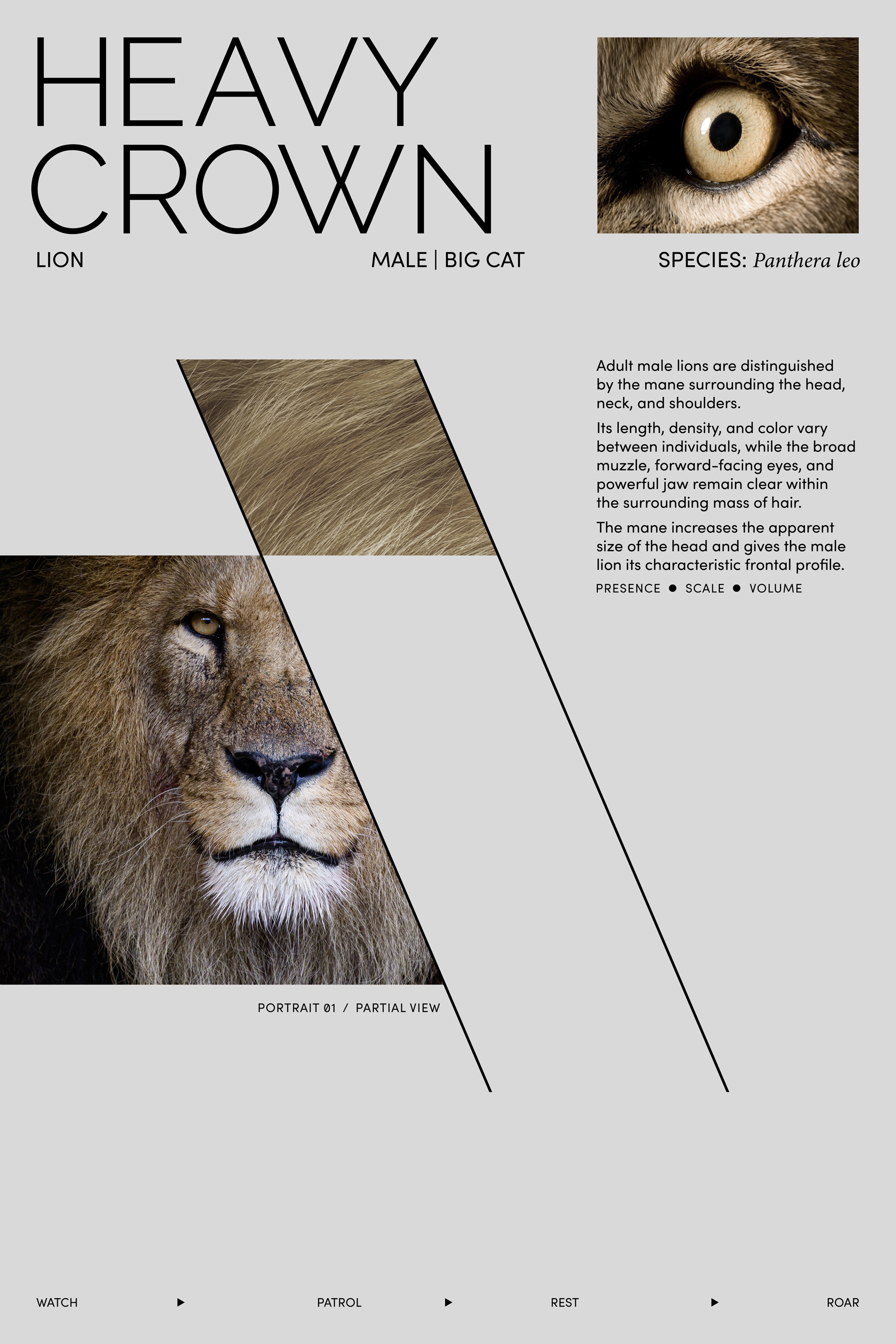 Early Heavy Crown concept composition using natural lion photography, fragmented portrait crops, geometric framing, and the themes of presence, scale, and volume.