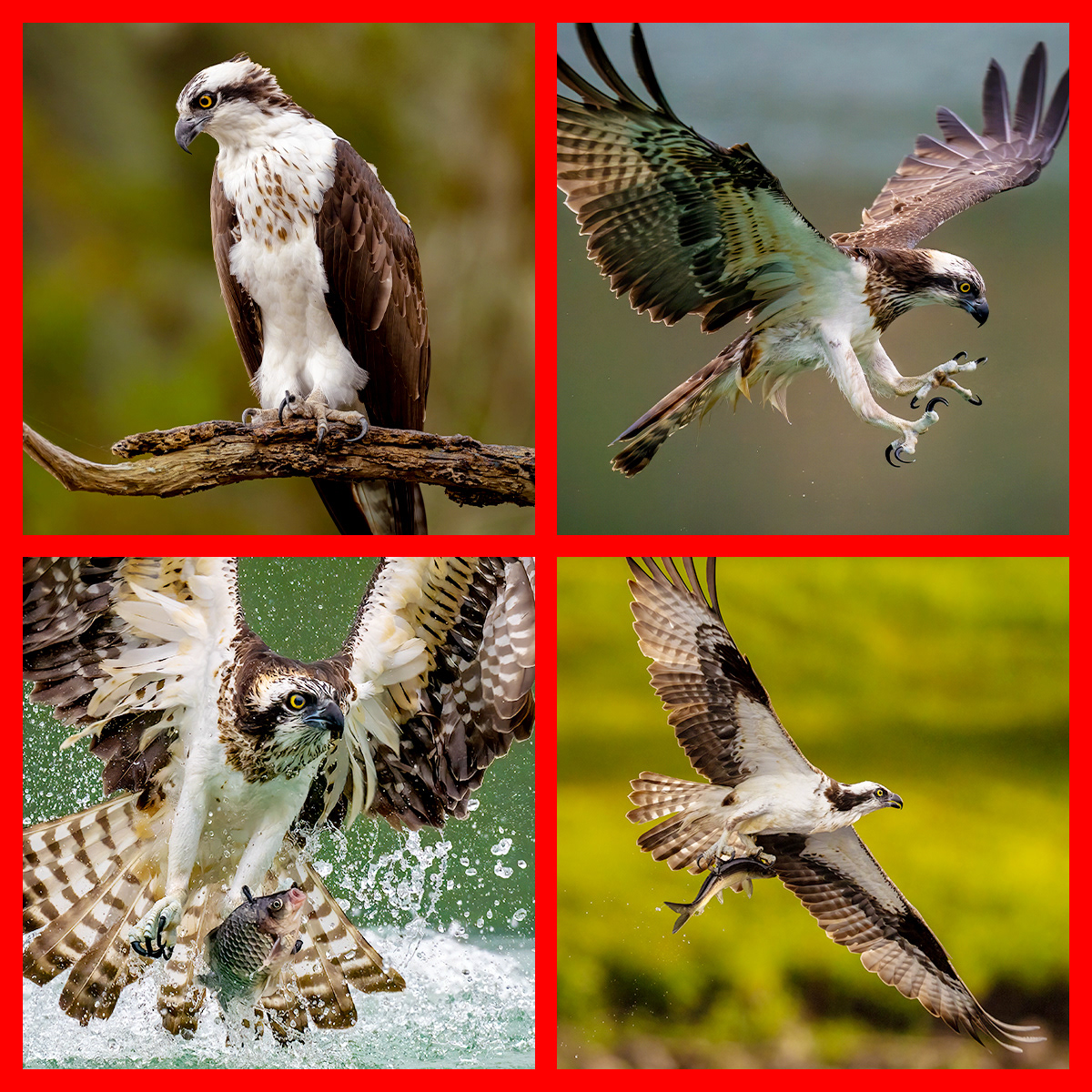 Osprey behavior sequence highlighting Scan, Strike, Grip, and Rise in order.