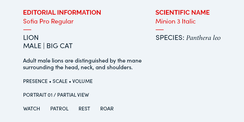 Heavy Crown editorial system showing Sofia Pro Regular for classification and supporting information, with Minion 3 Italic used for Panthera leo.