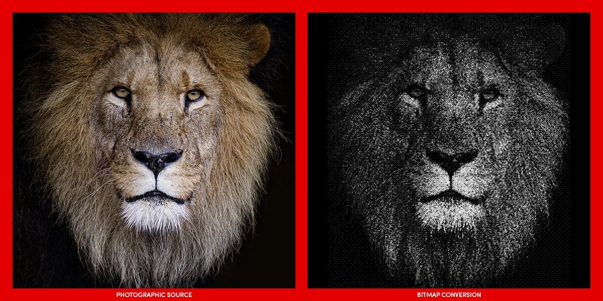 Side-by-side comparison of the original male lion photograph and its high-contrast bitmap conversion used in Heavy Crown.