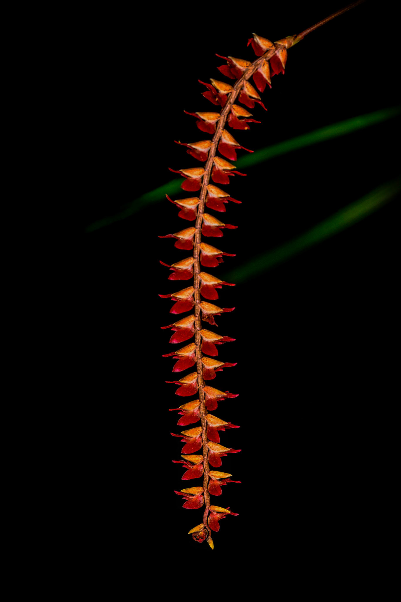 Dendrochilum wenzelii