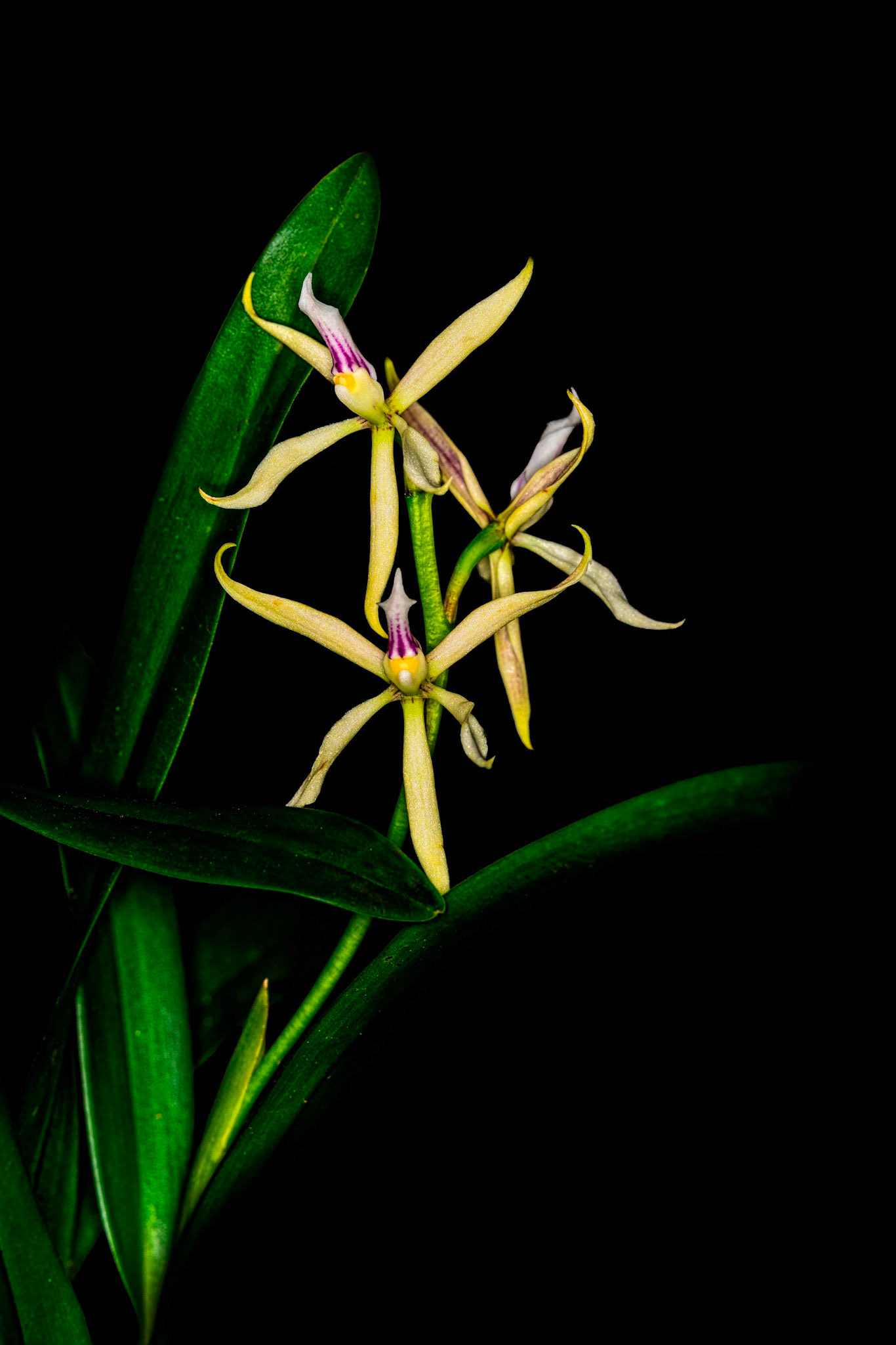Prosthechea glumacea