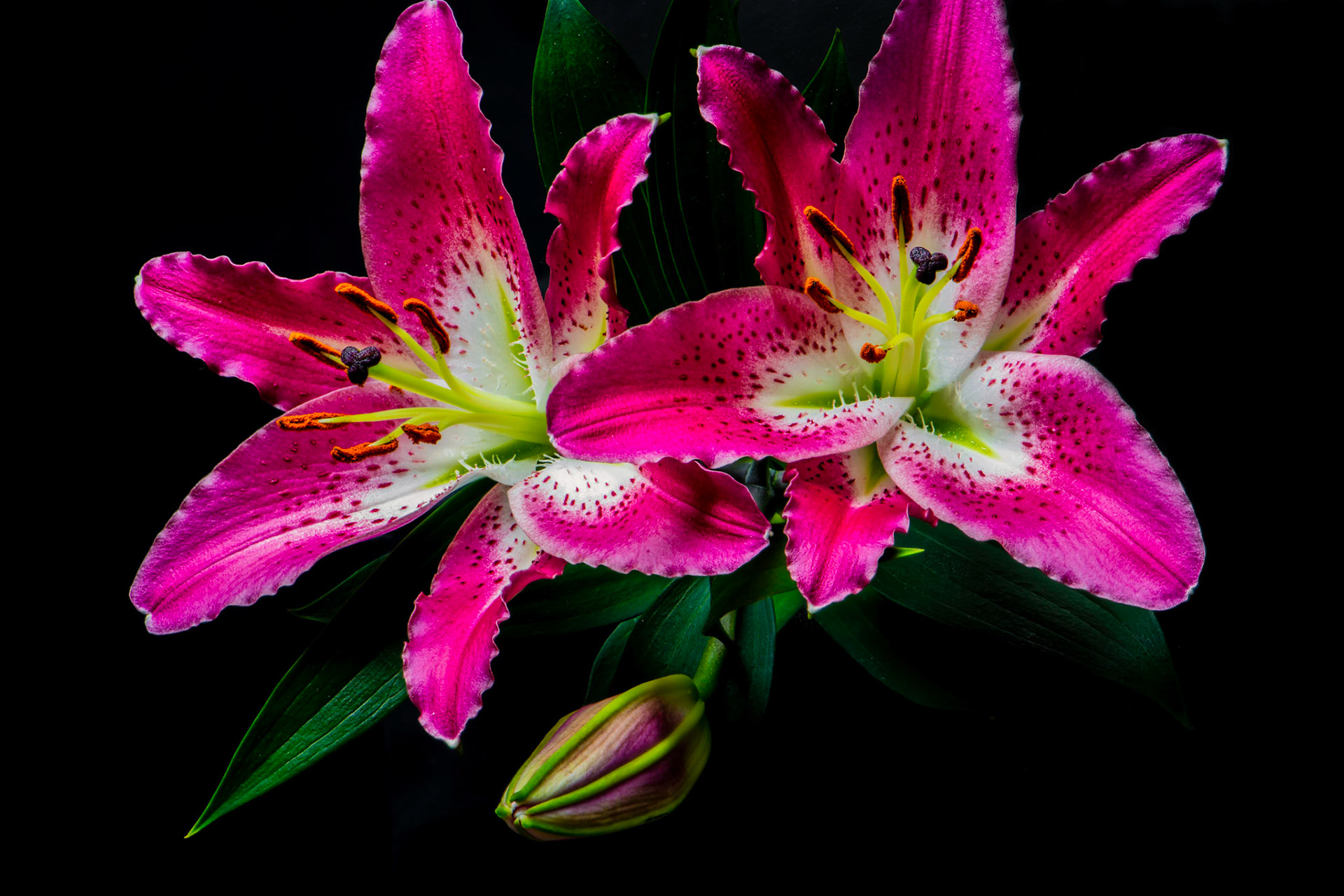 Lírio Asiático - Lilium