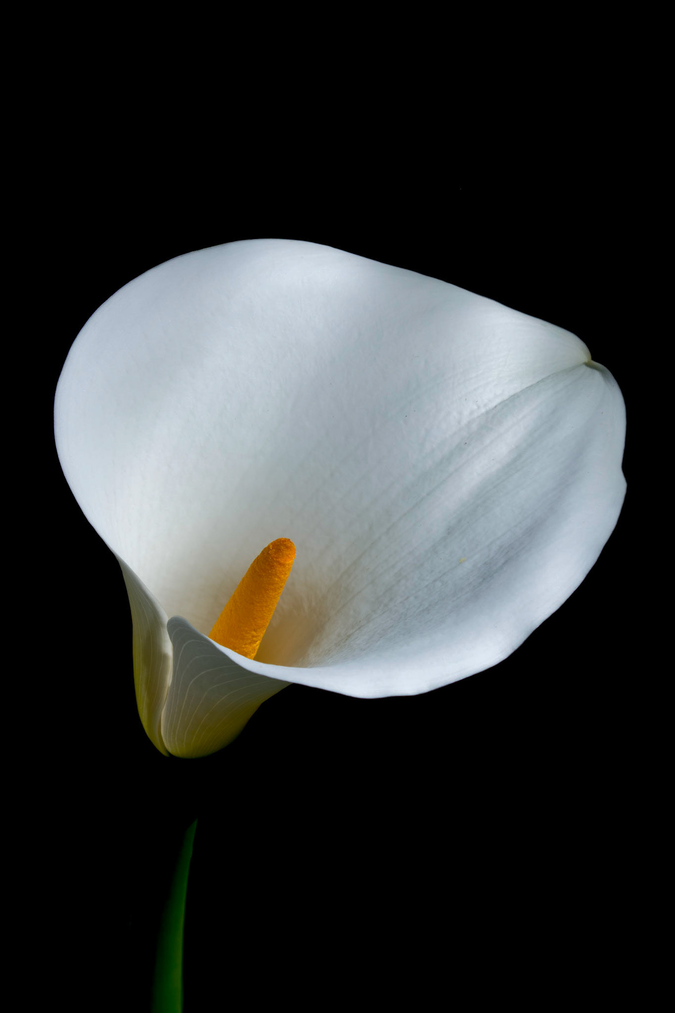 Copo de Leite - Zantedeschia aethiopica