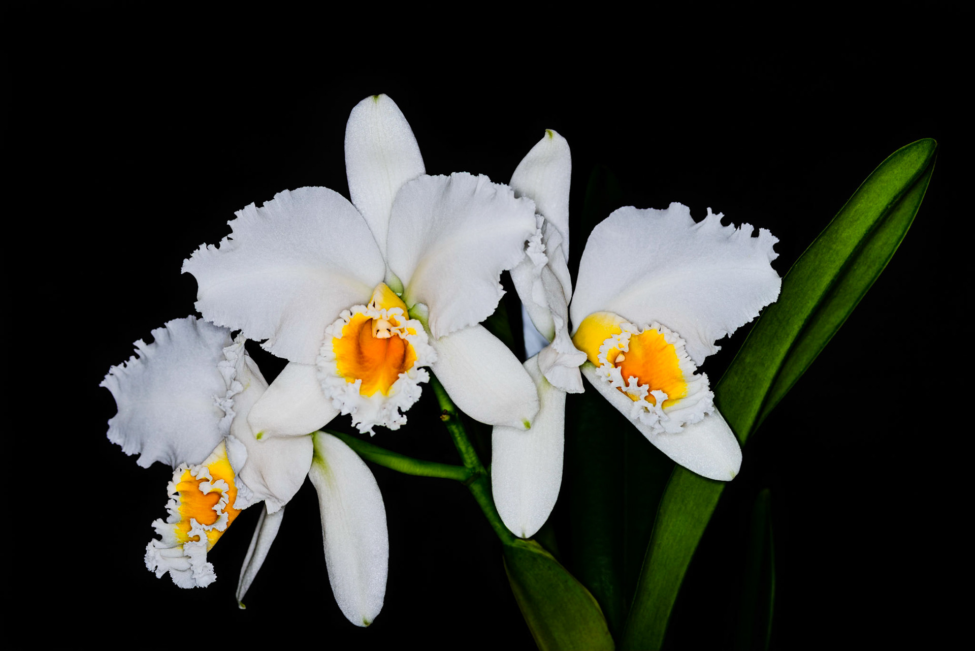 Cattleya percivaliana alba