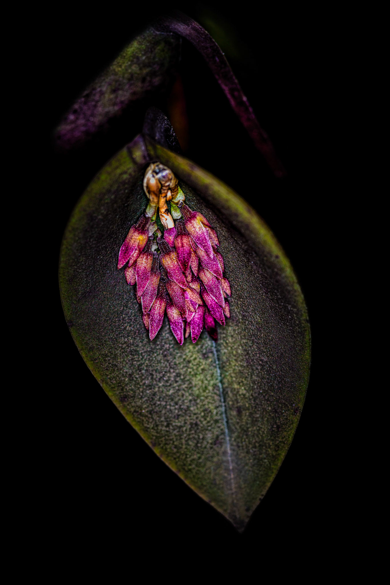 Acianthera prolifera