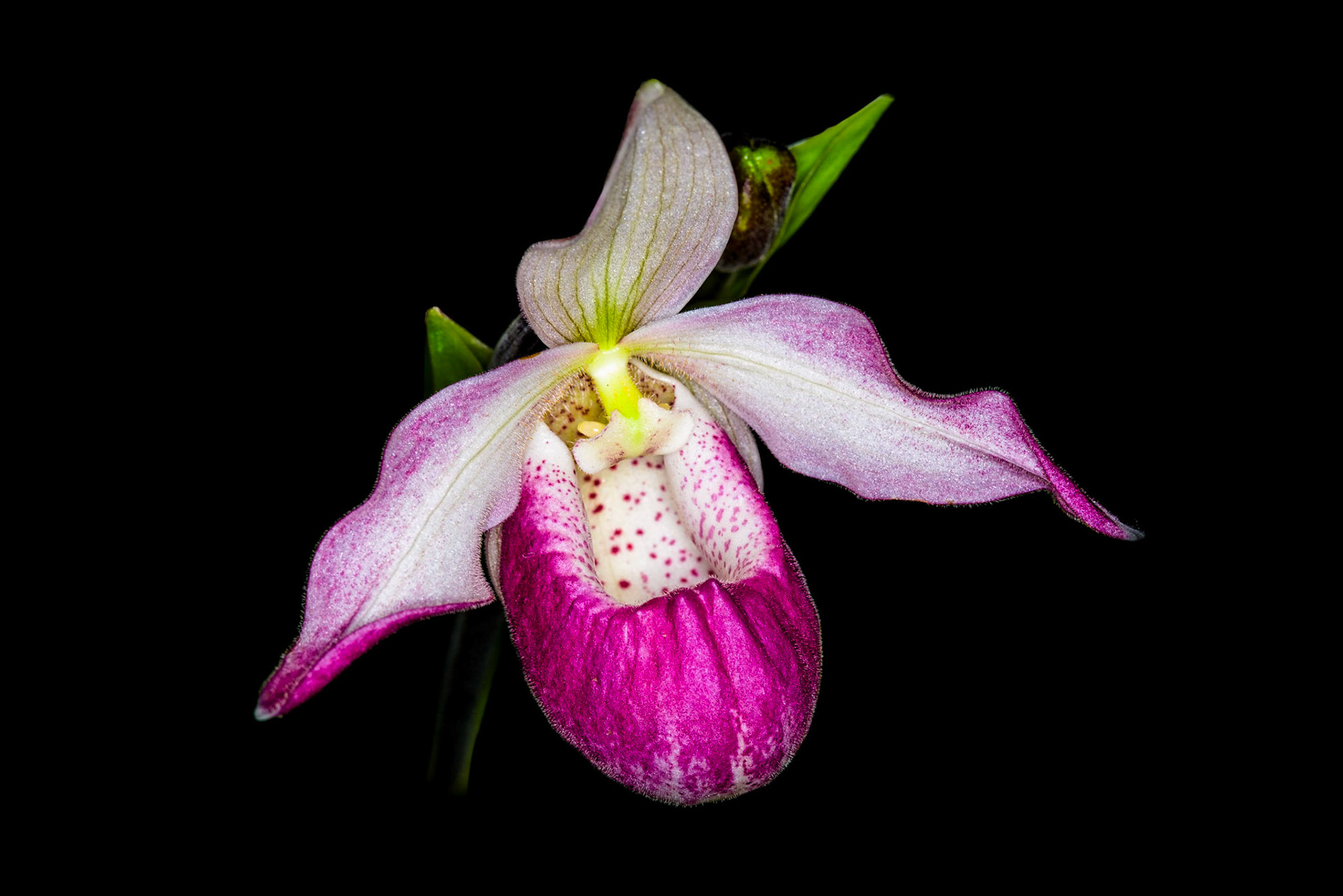 Phragmipedium sedenii