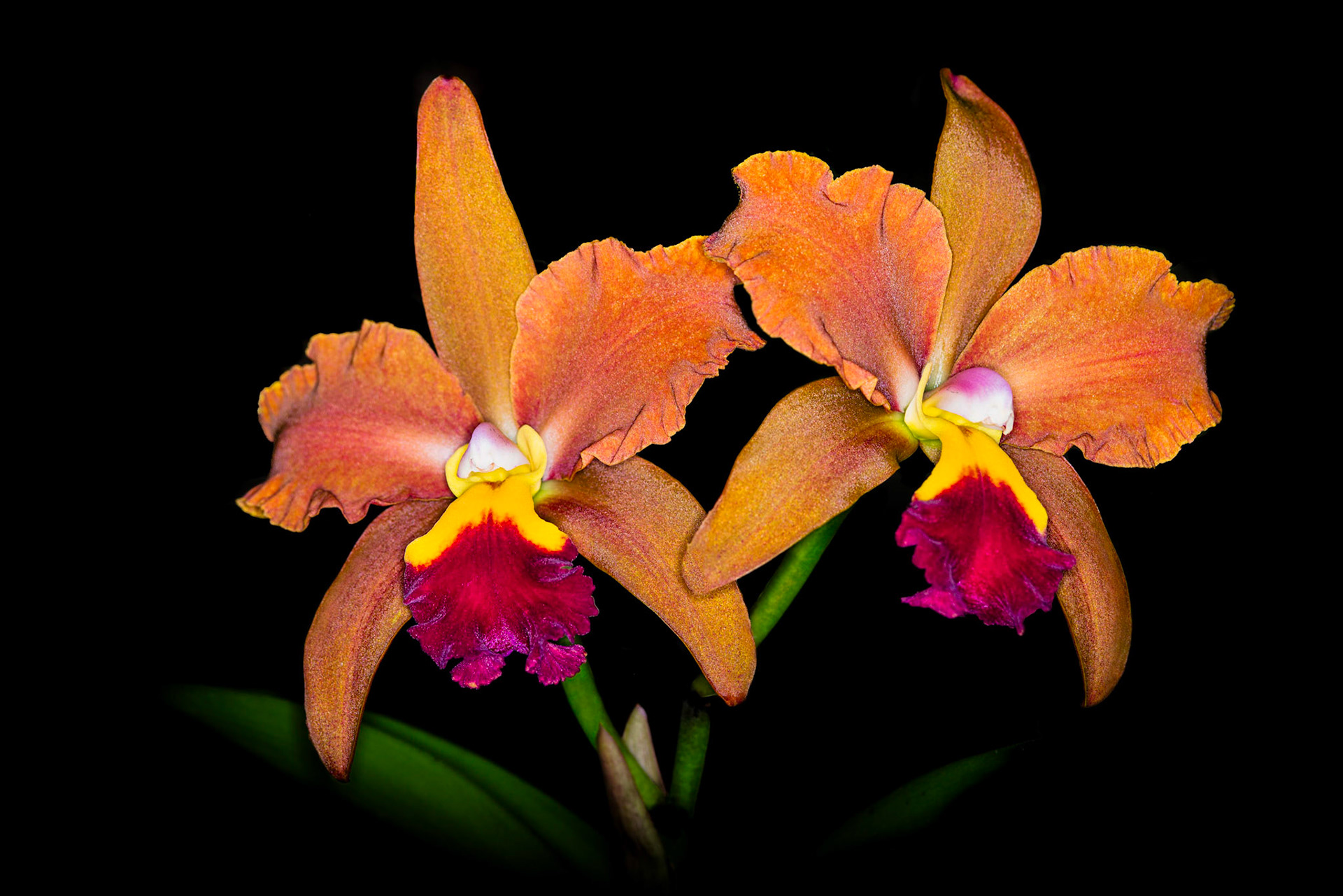 Potinara egyptian queen "Inner Fire"