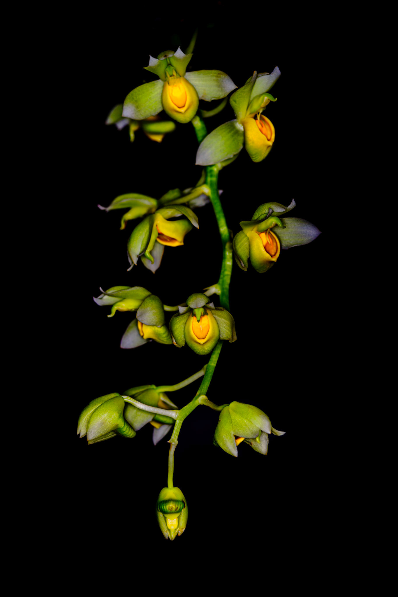 Catasetum complanatum