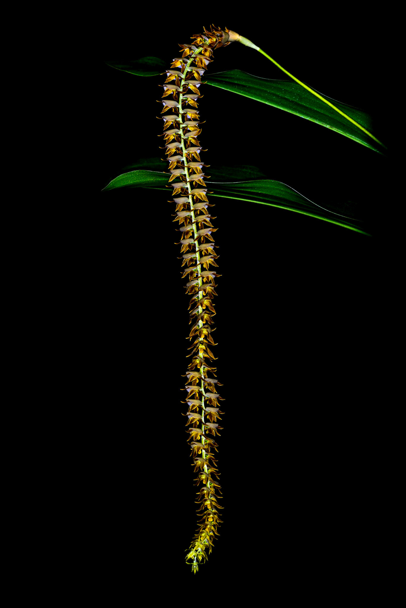 Dendrochilum latifolium