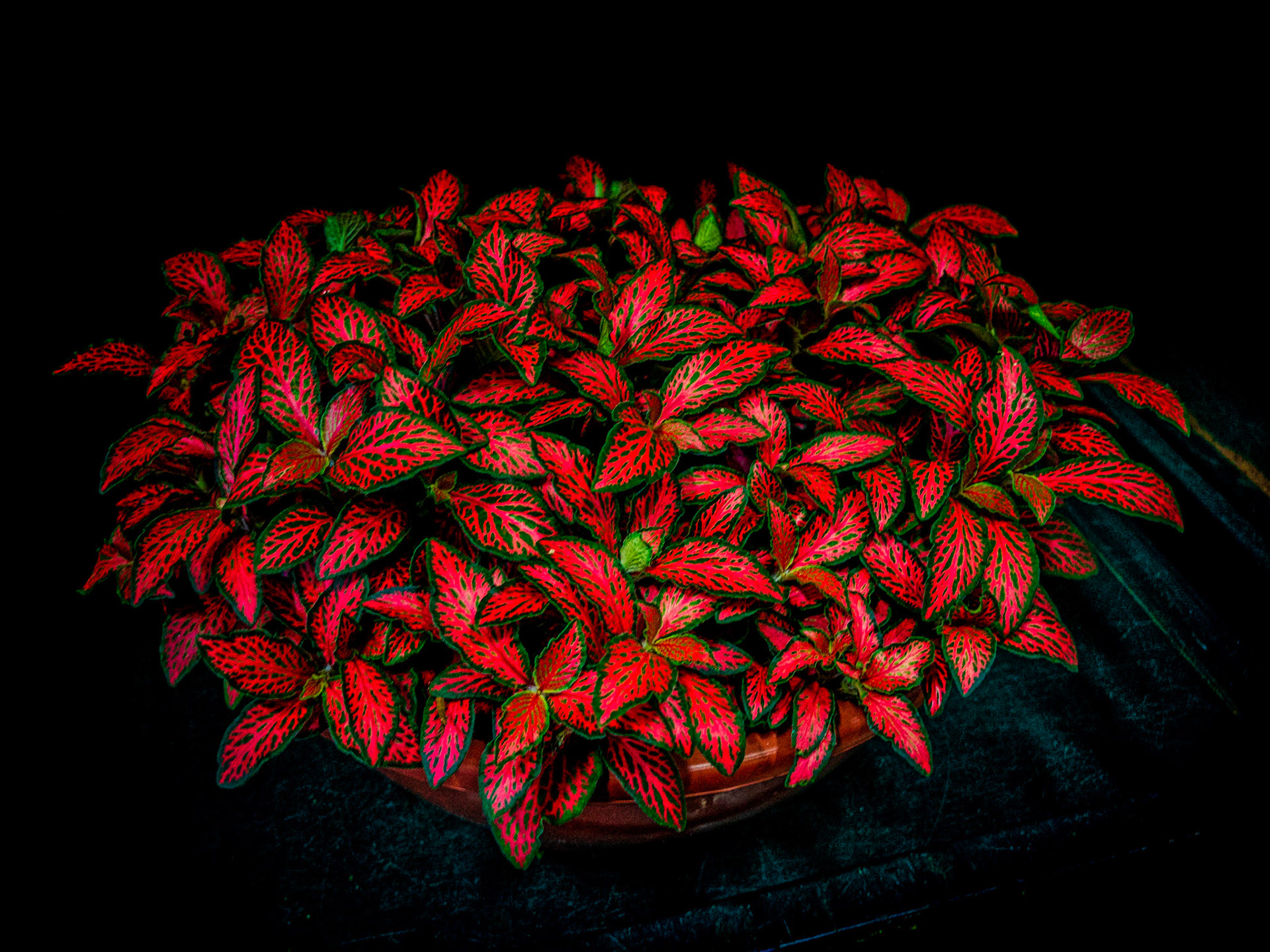 Fitônia - Fittonia albivenis