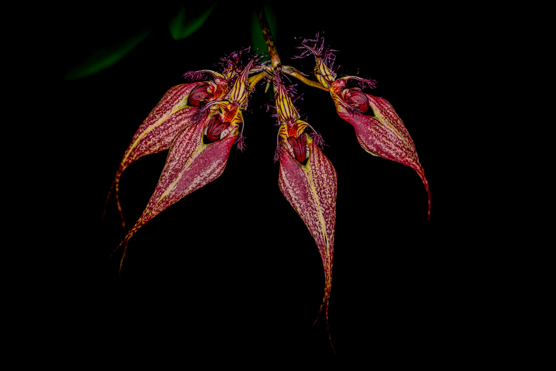 Bulbophyllum rothschildianum