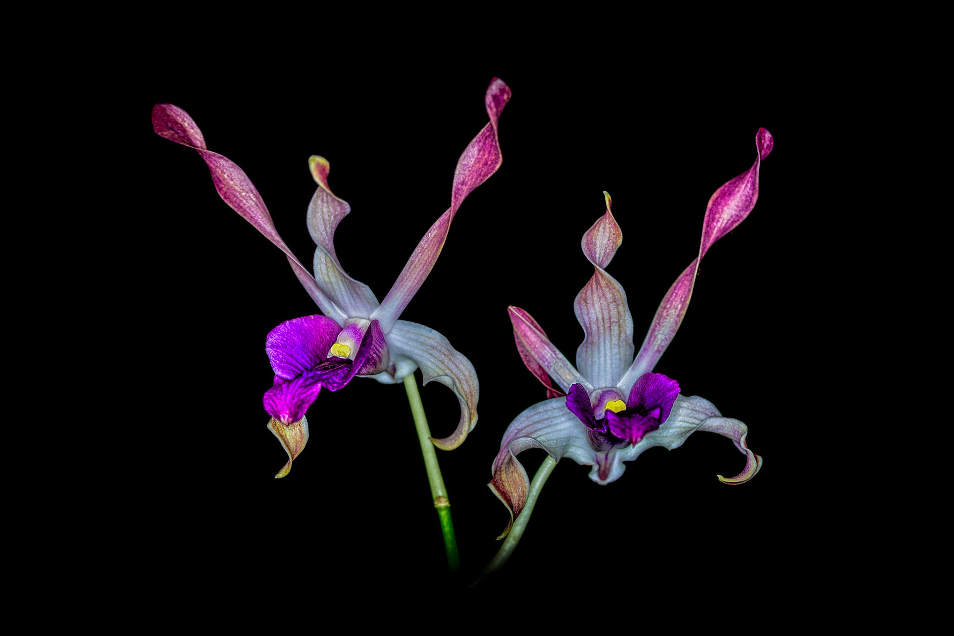 Dendrobium lasianthera