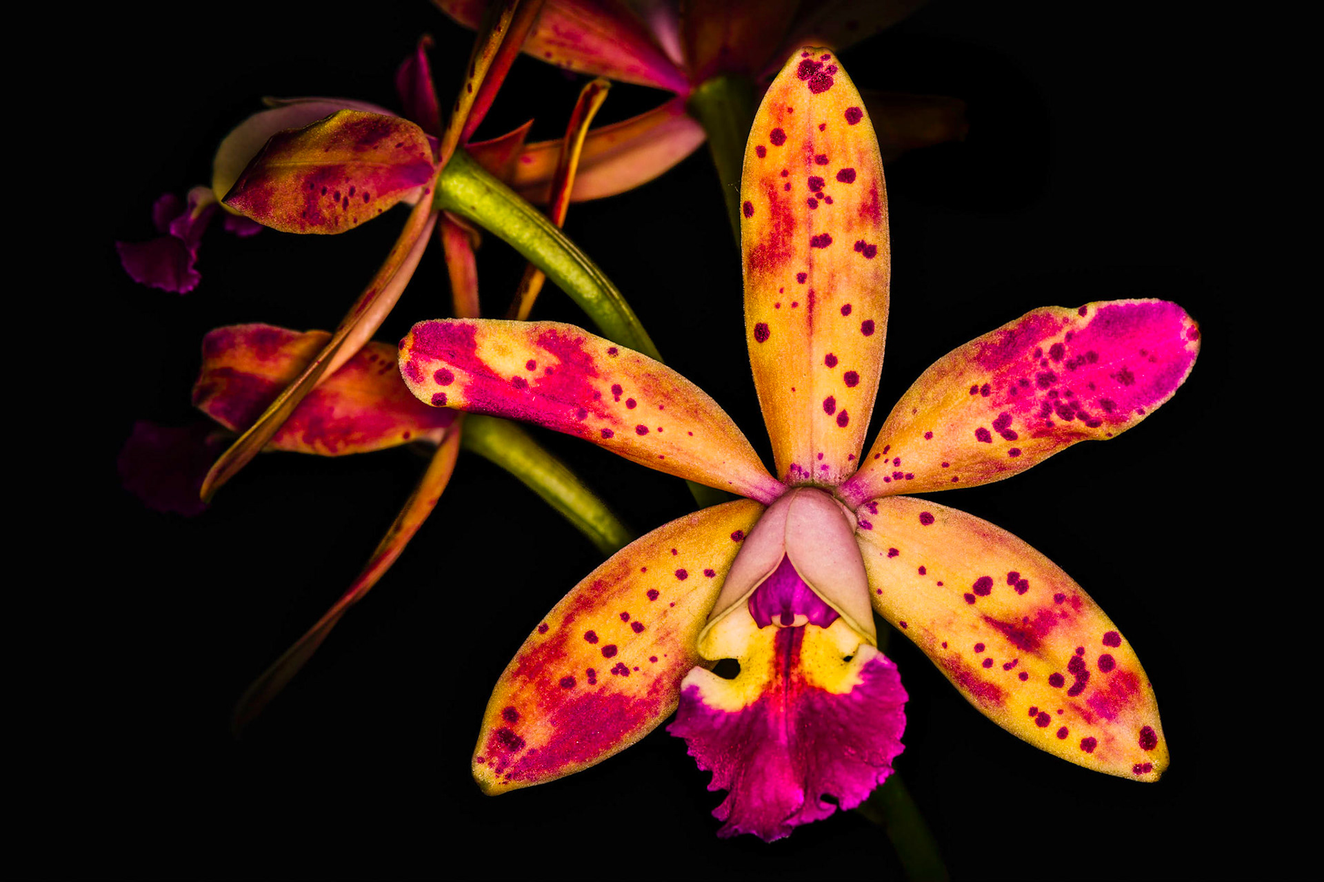 Laeliocattleya tropical pointer